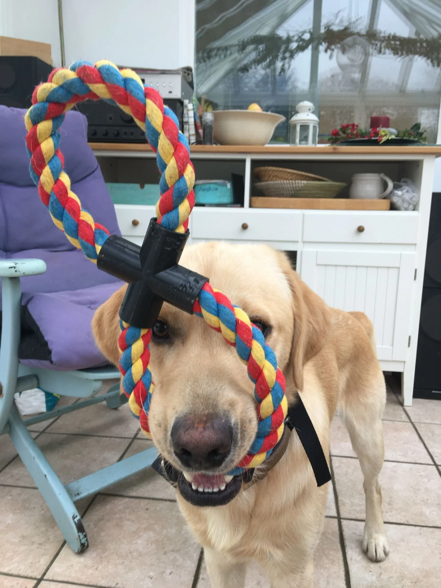 Rio with his toy