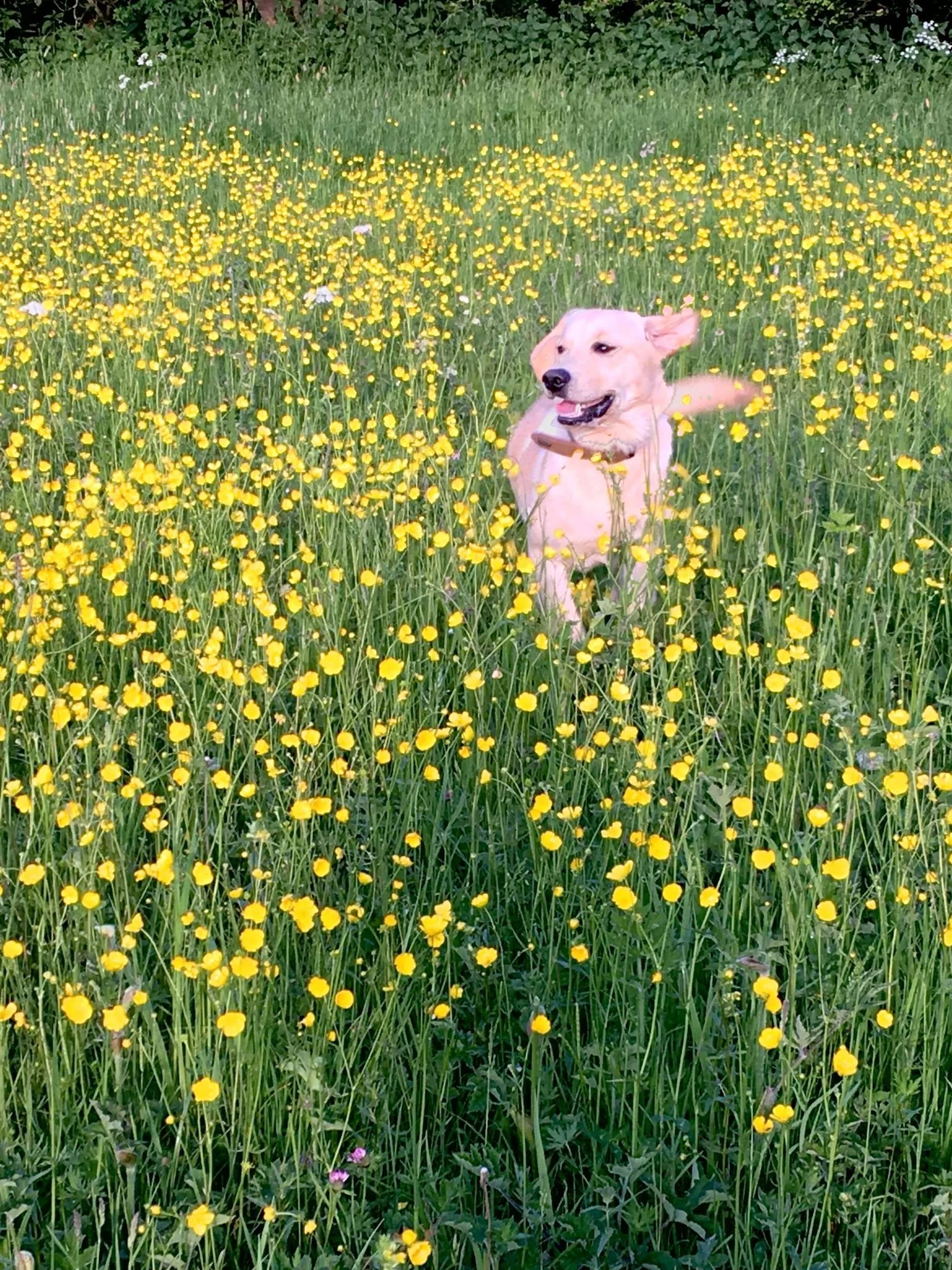 Rio on his walk
