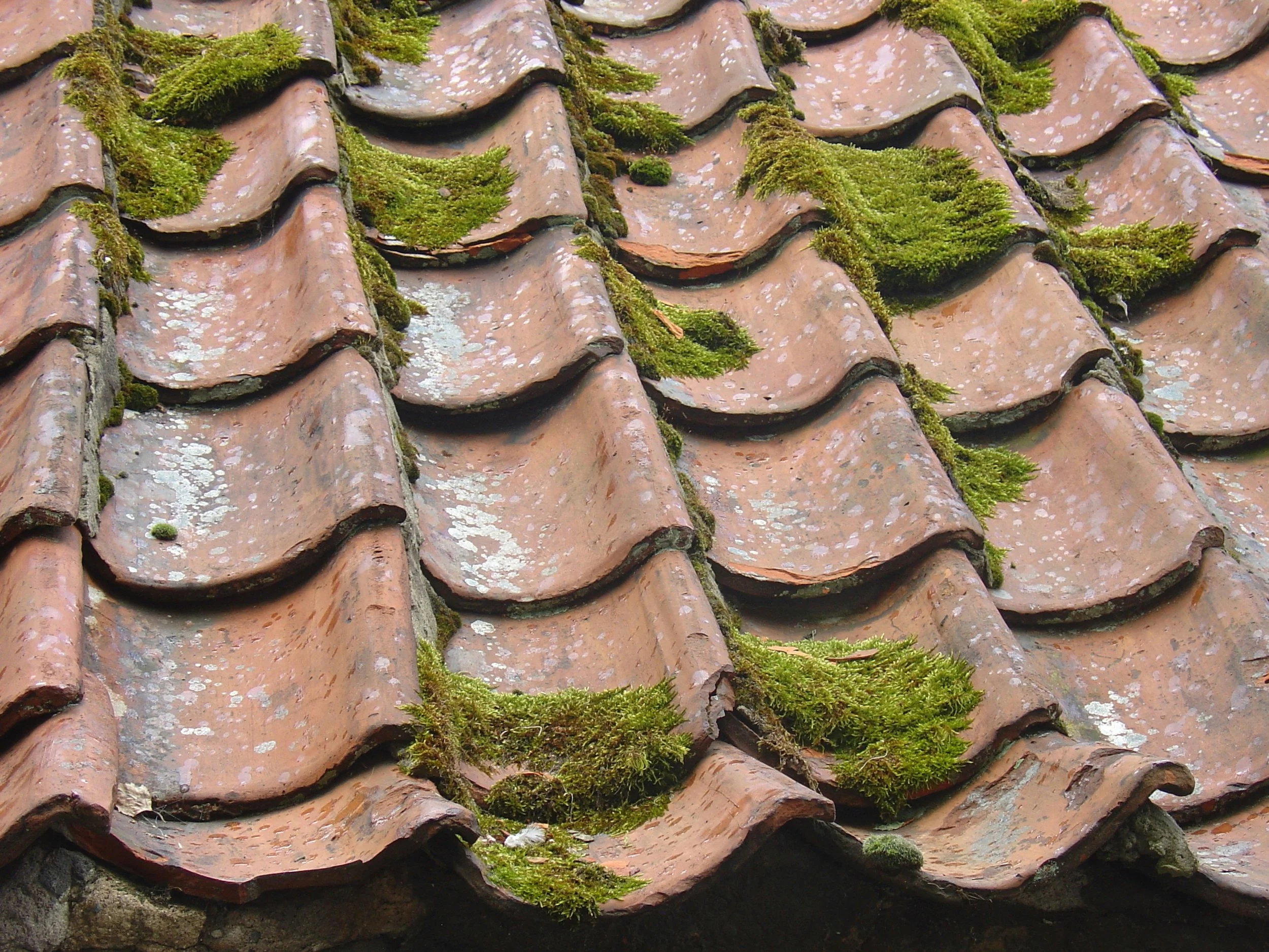 Why Roof Cleaning Is Essential for Protecting Your Property