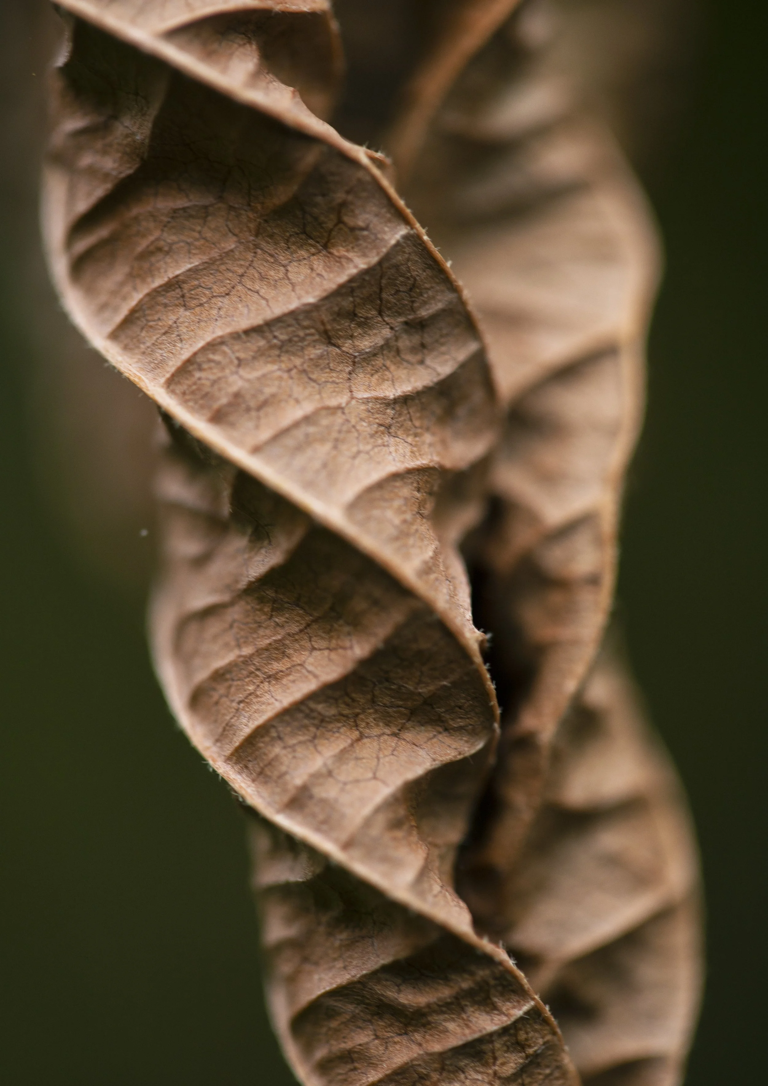 Spiral Leaf