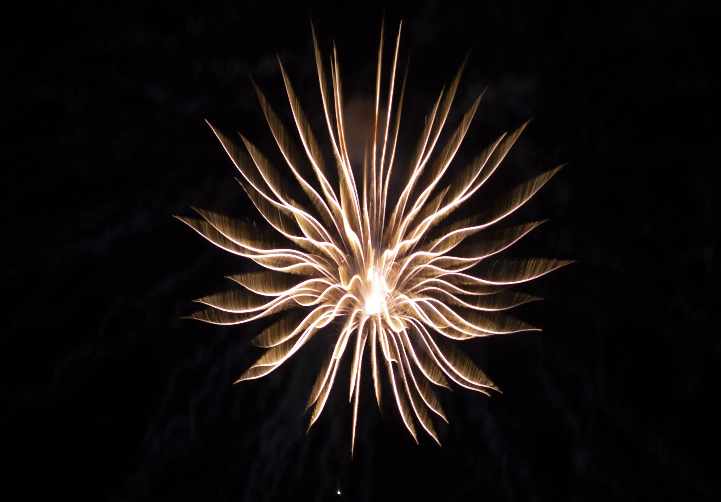 Firework Flower