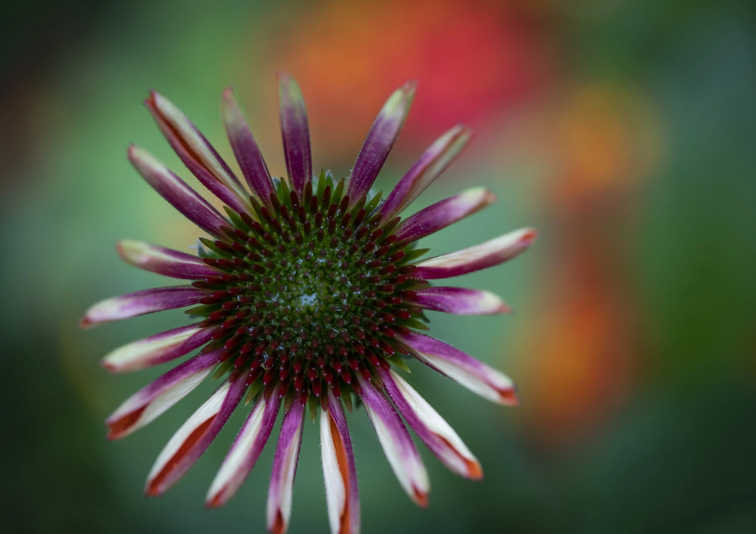 flower.jpg