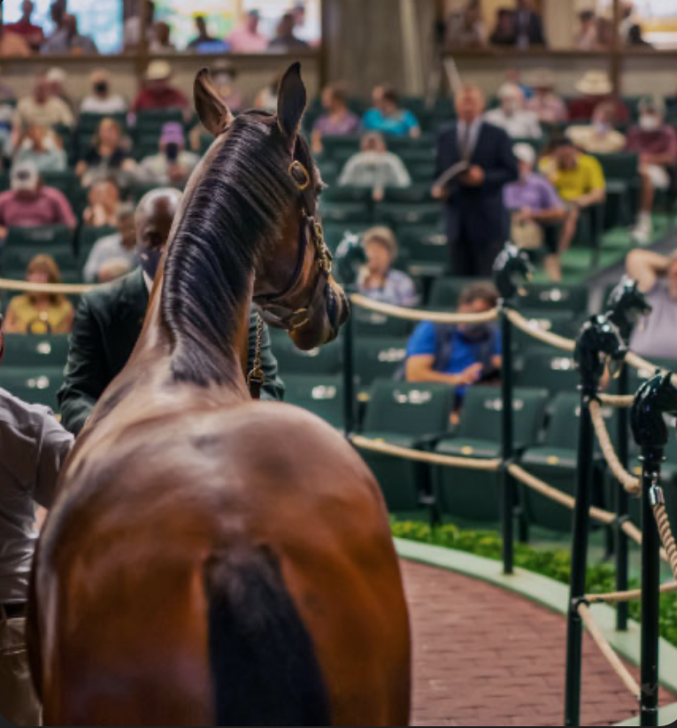 The Wife's Guide to the Keeneland September Sale