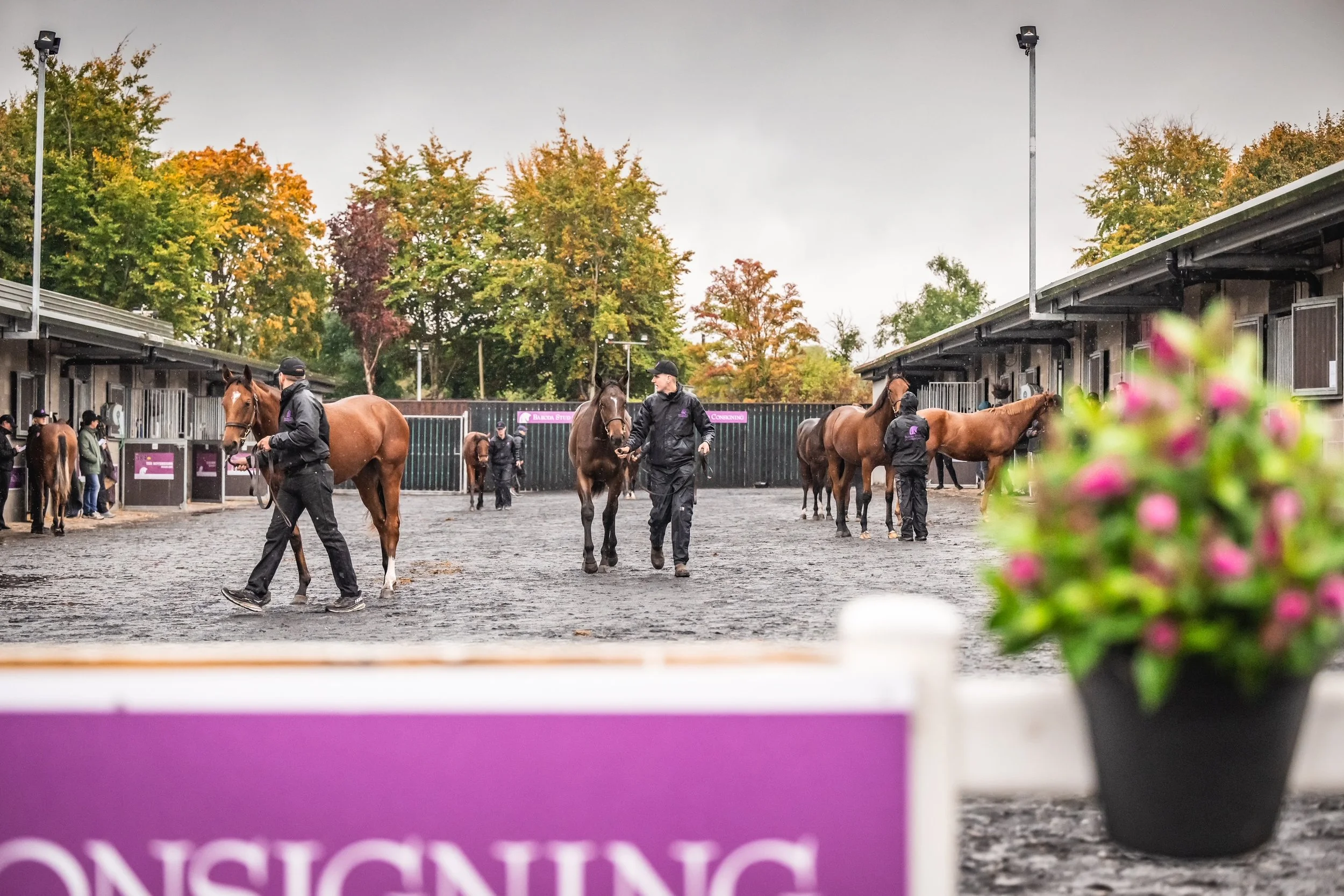 The Wife’s Guide To Goffs