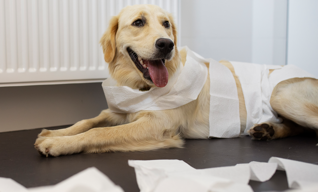 A happy golden retriever lying on the floor, wearing a diaper, with crumpled tissue papers around, in a room with a radiator and cabinets.