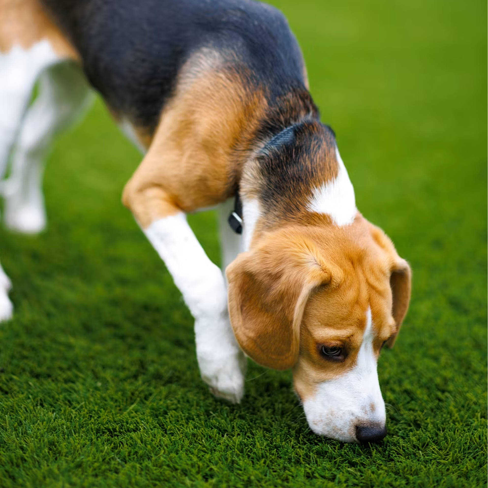 Close-up of a beagle dog grazing on green grass with a blurred green background.
