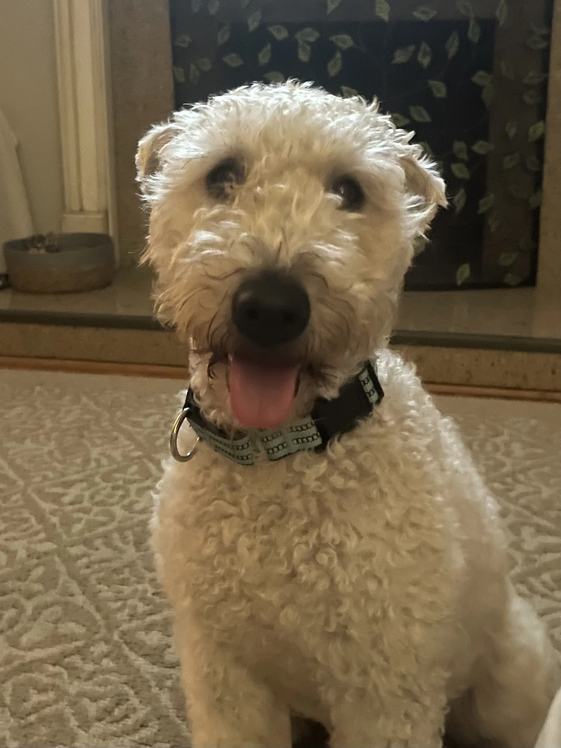 Close-up of a happy, curly-haired dog with its tongue out, sitting on a patterned carpet in front of a fireplace with a cat in a bed in the background.