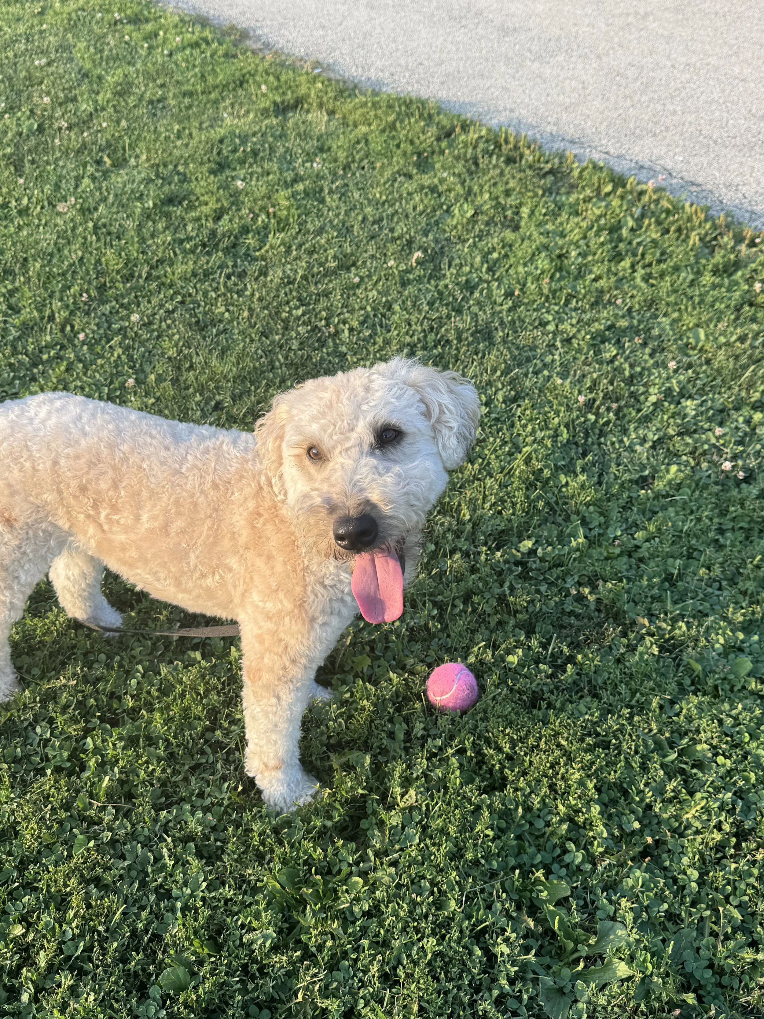 A cream-colored curly-haired dog with one blue eye and one brown eye standing on green grass near a pink tennis ball, with a sidewalk visible in the background.