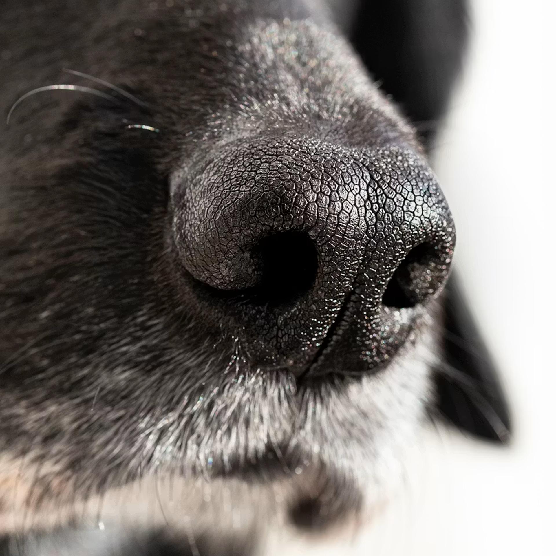 Close-up of a animal's black nose showing textured surface and nostrils.