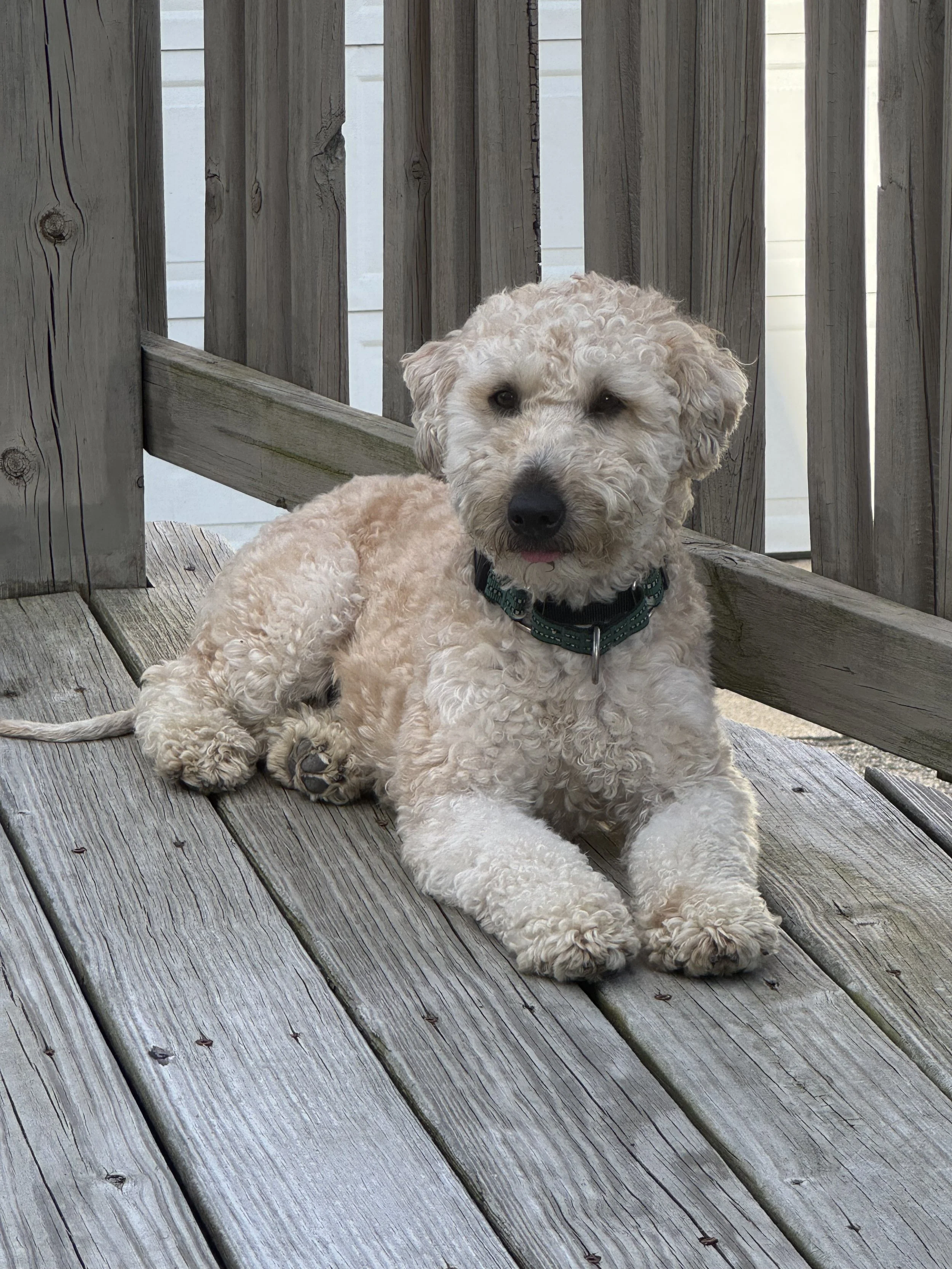 A fluffy, cream-colored dog lying on a wooden deck with a rustic wooden railing behind it, outdoors during daytime.