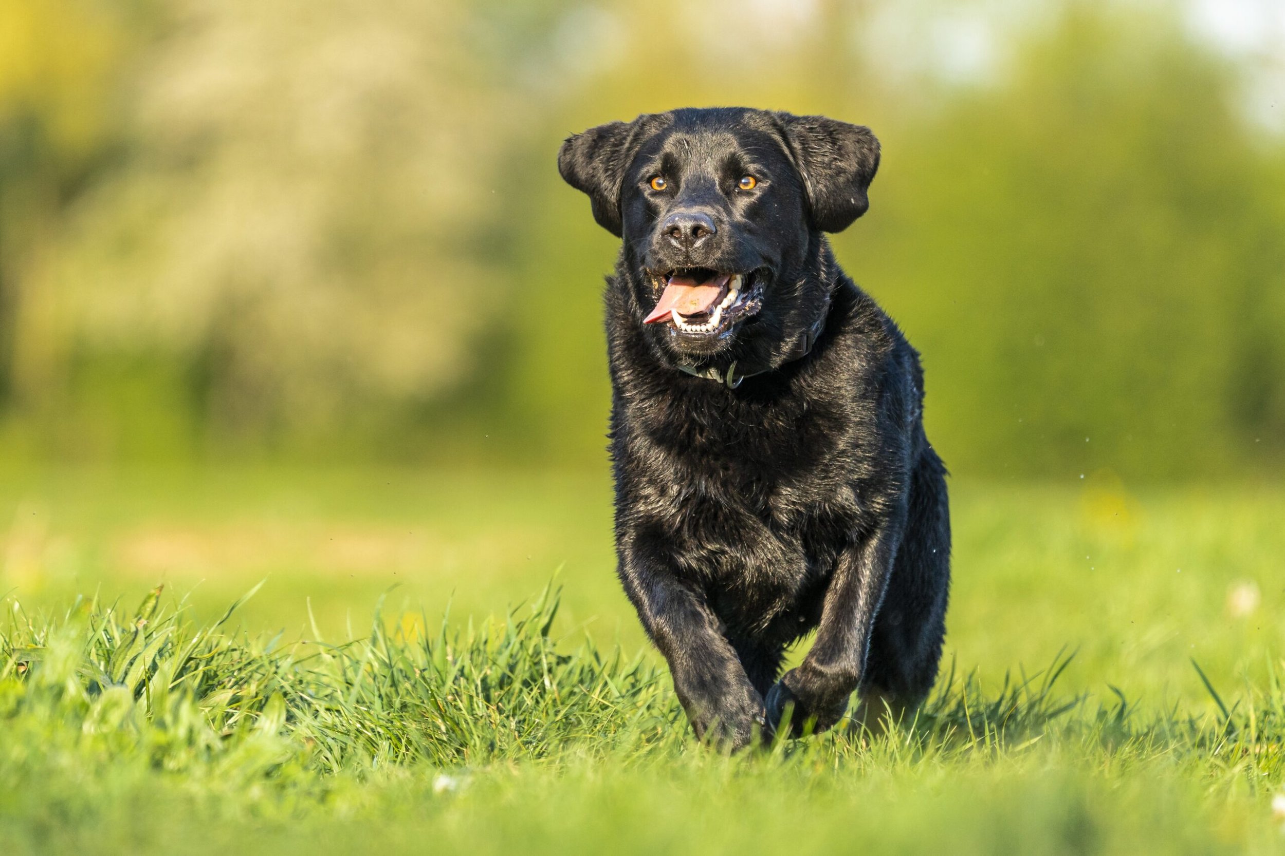 Black Labrador retriever running on green grass with a blurred green and yellow background.