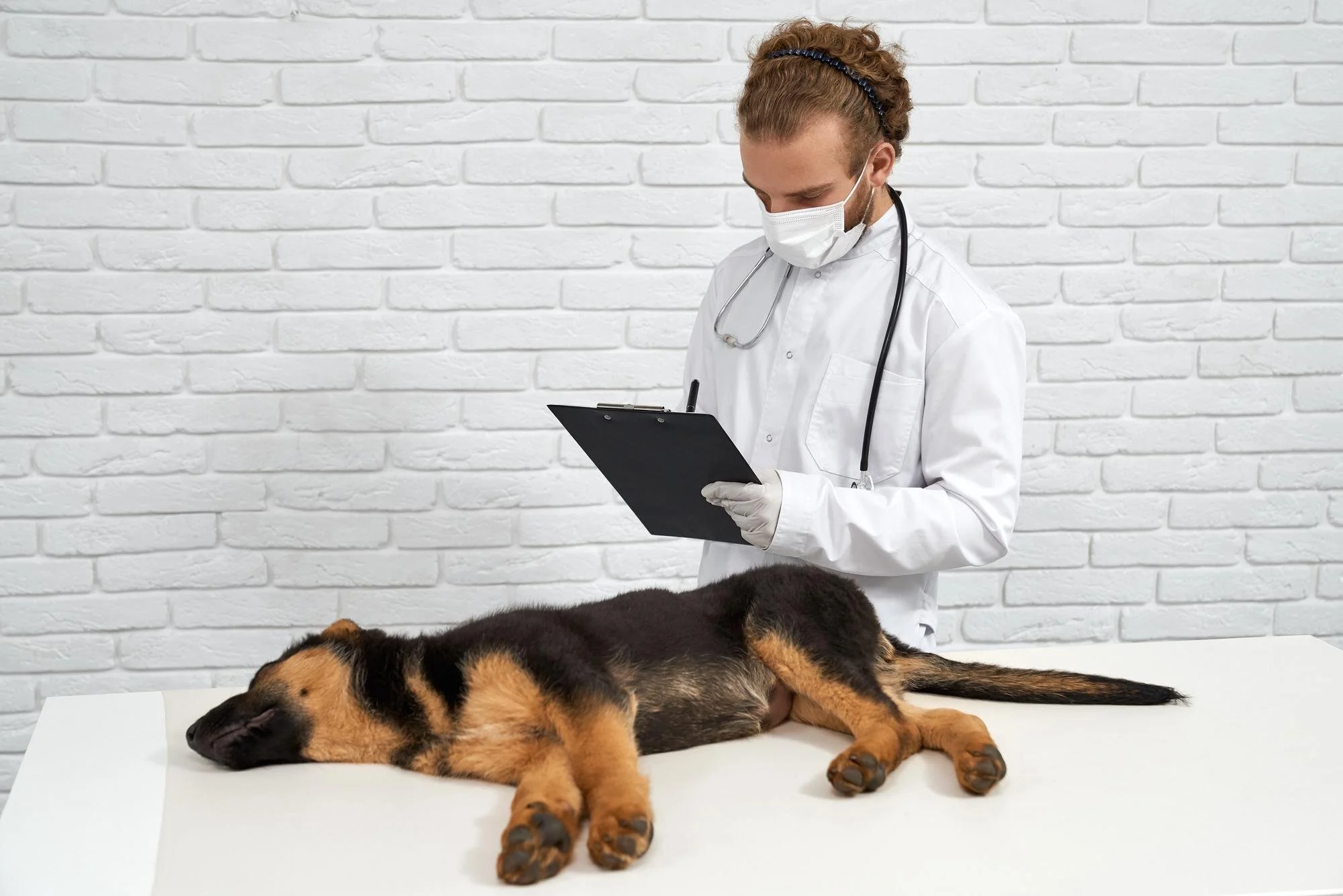 A veterinarian in a white coat, face mask, and gloves examining a dead dog on an examination table against a white brick wall.