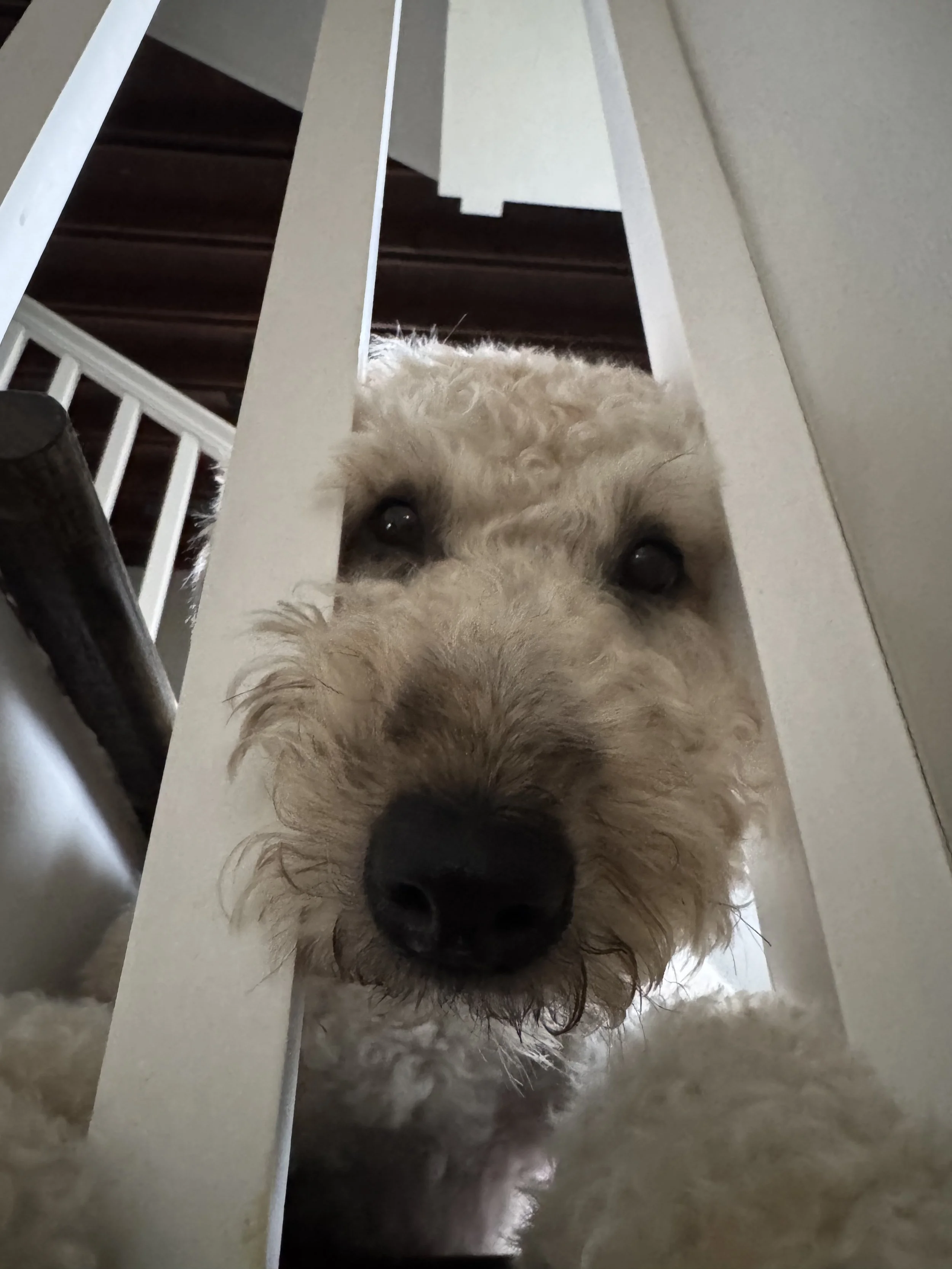 Close-up of a fluffy light-colored dog with dark eyes and a black nose, peeking under a white piece of furniture or countertop.