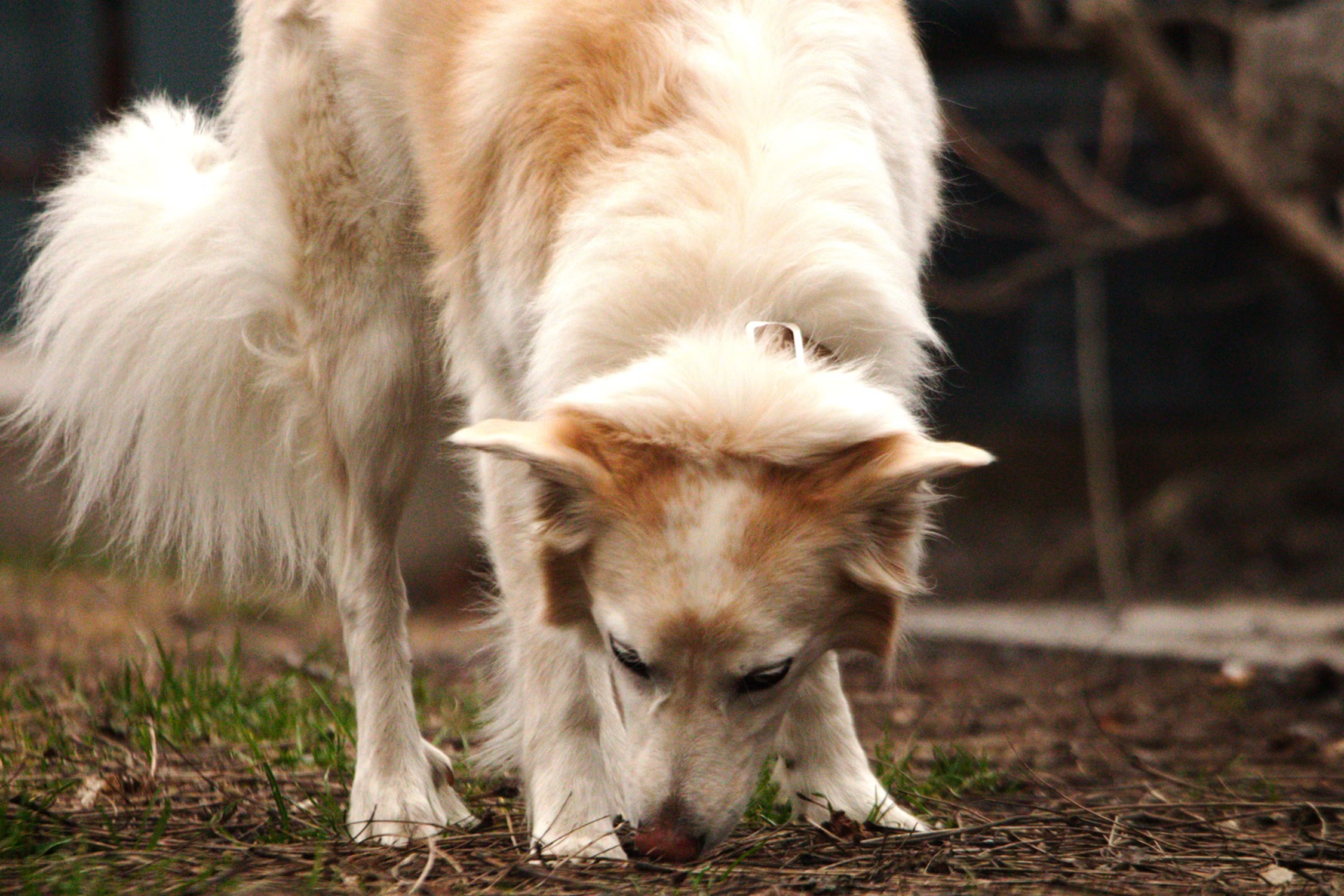 A dog with cream and tan fur and long hair, with its head lowered close to the ground, sniffing grass and dirt outdoors.