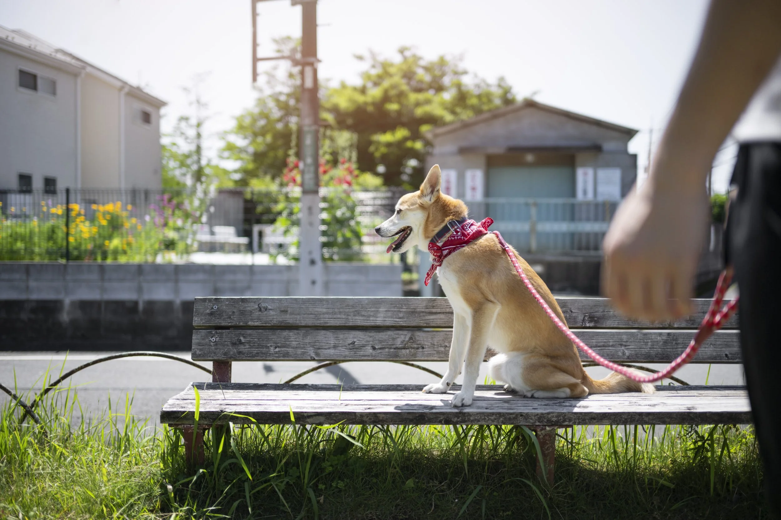 A tan and white dog sitting on a wooden park bench, wearing a red bandana, with a leash attached, in an outdoor setting with green grass, trees, and a building in the background.