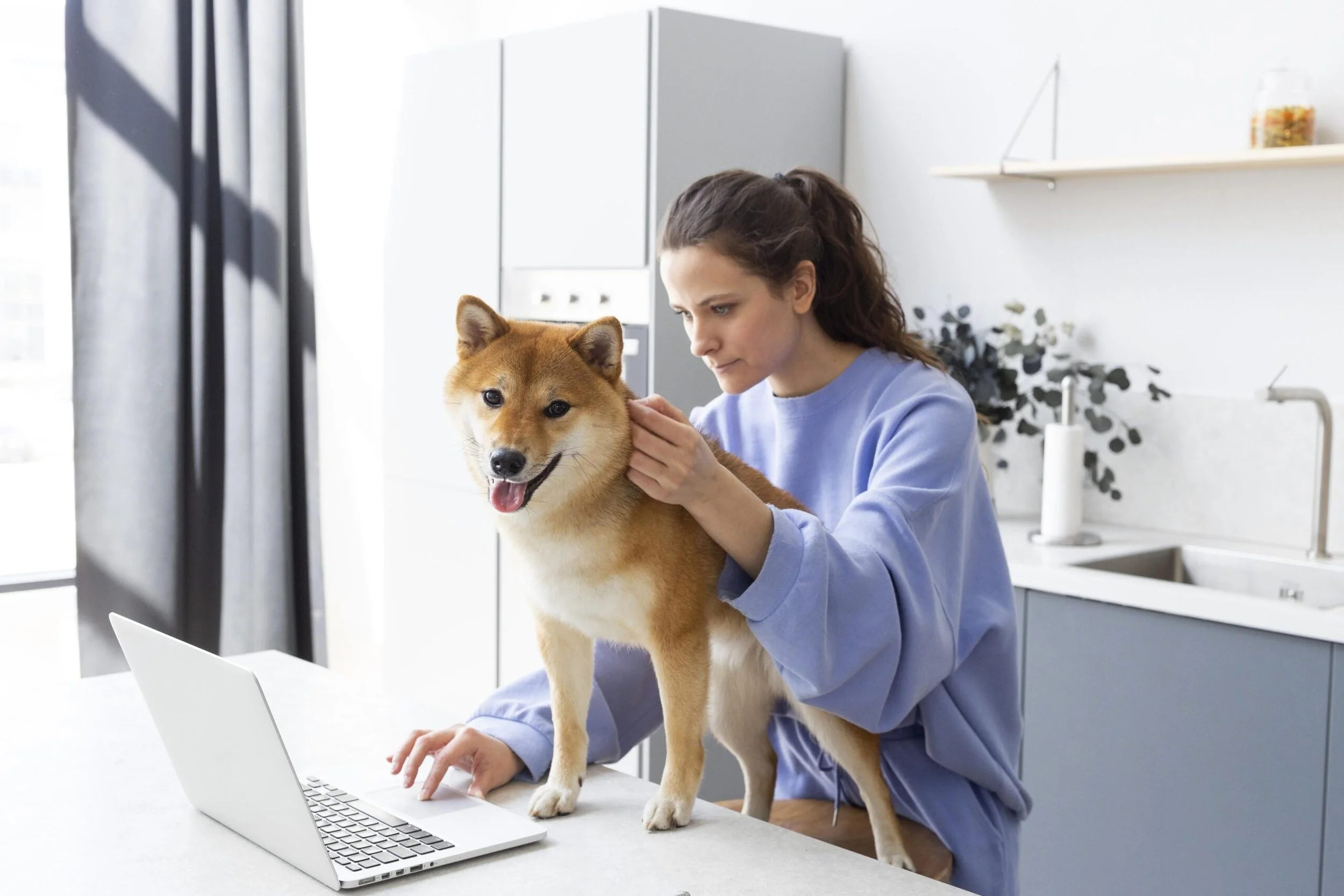 A woman in a blue sweatshirt working on a laptop with a Shiba Inu dog standing on the table beside her, in a modern kitchen.