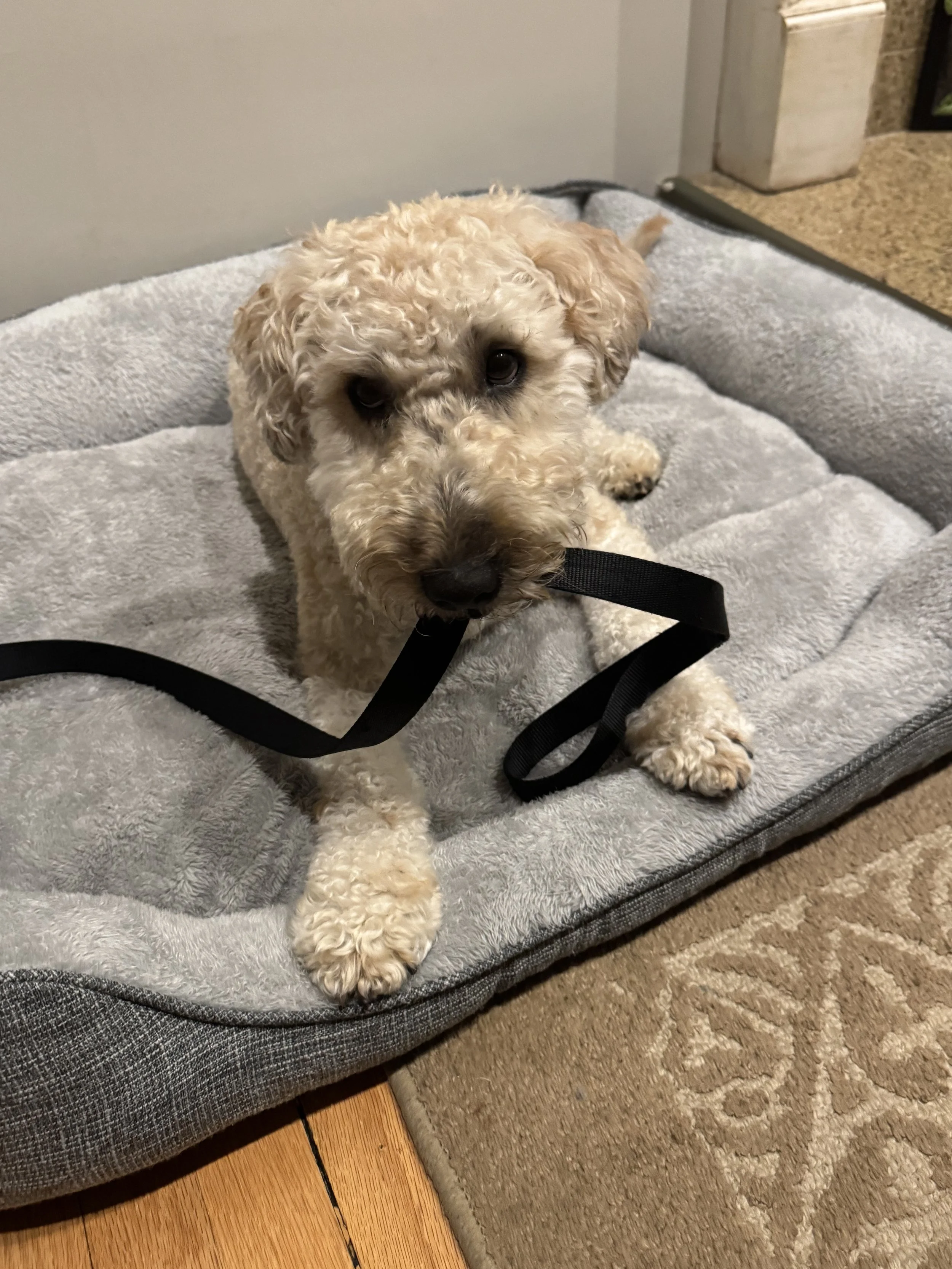 A curly-haired puppy lying on a gray, cushioned dog bed, with part of the person's leg visible in the foreground.