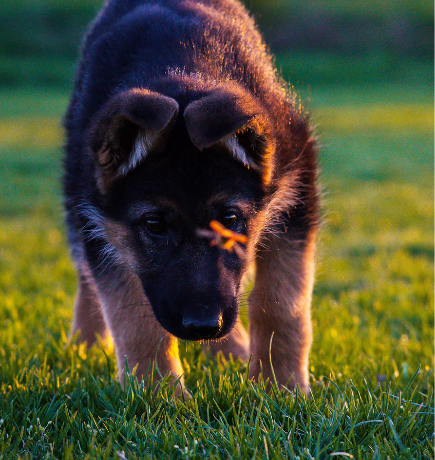 A German Shepherd puppy sniffing or playing with a small orange object in a grassy field during sunset or golden hour.