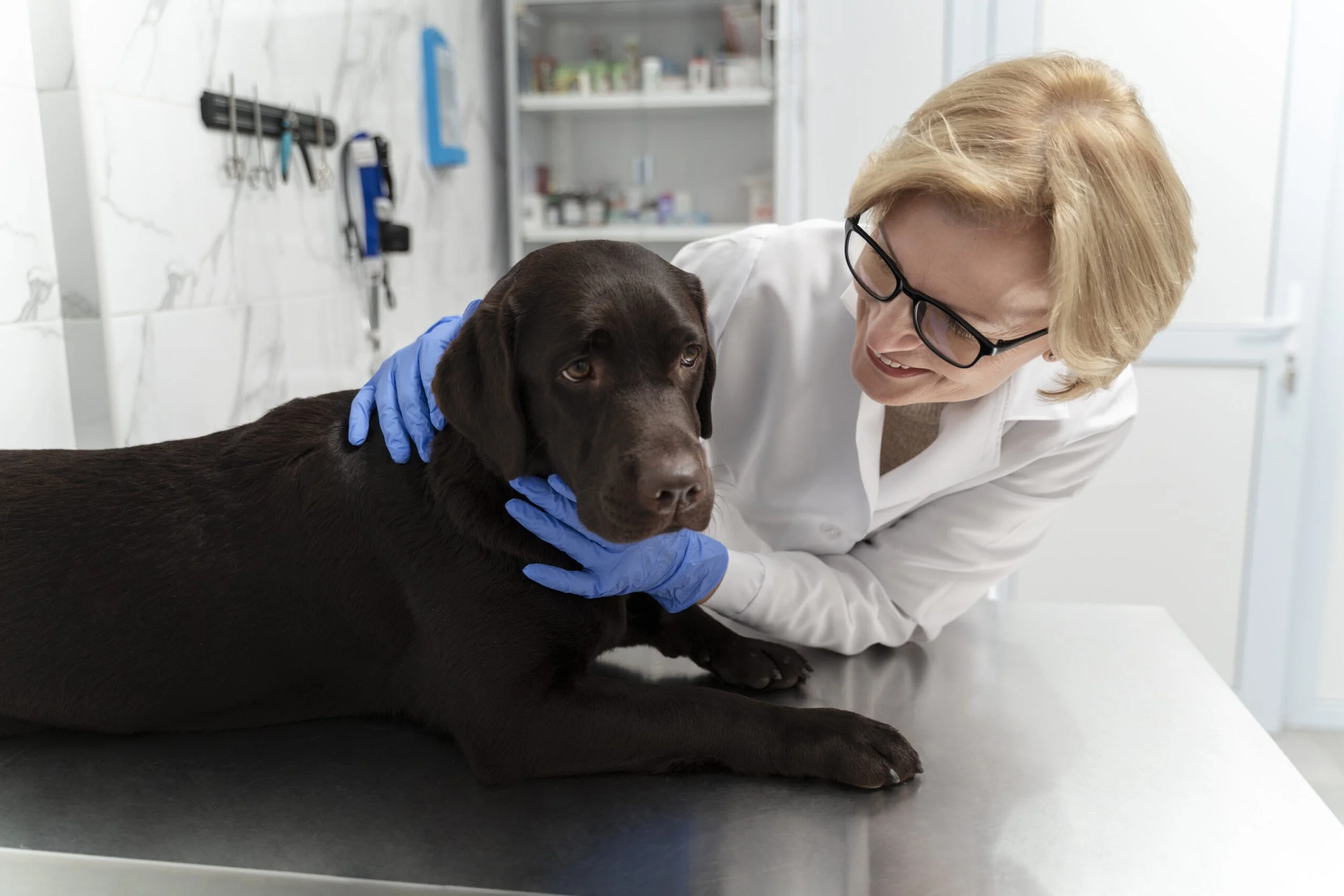A veterinarian woman wearing glasses and a white coat examining a brown Labrador retriever dog with blue gloves in a veterinary clinic.