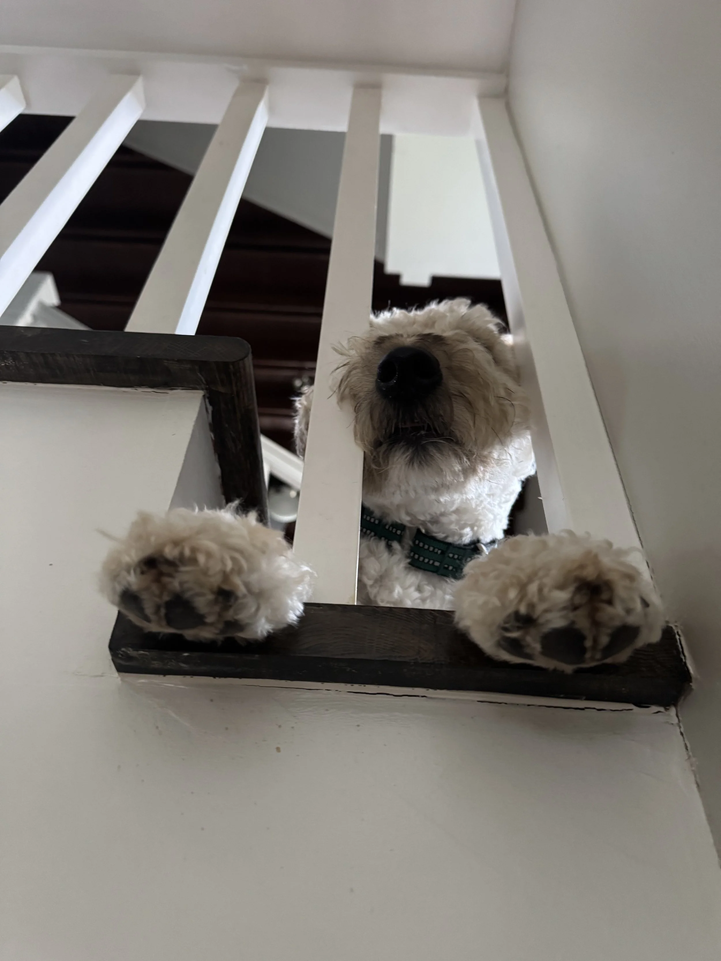A fluffy white dog with black markings on its nose and paw pads, wearing a harness, peering up between white staircase spindles from below.
