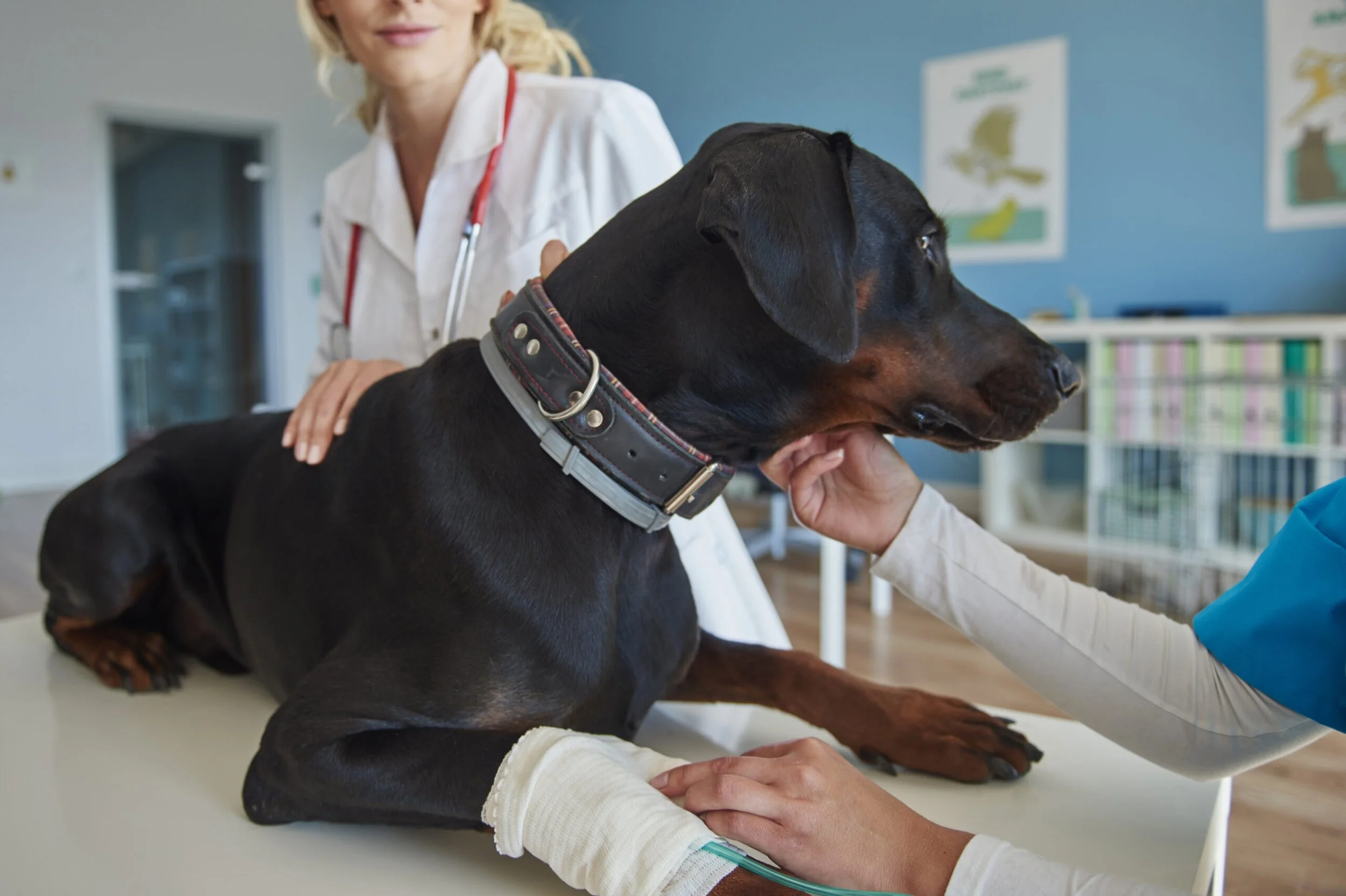 A veterinarian is examining a black and tan Dachshund dog on an examination table in a veterinary clinic. The dog is lying down with a collar on, and the veterinarian is touching its paw while another person holds its head gently. The background shows veterinary posters and medical supplies.