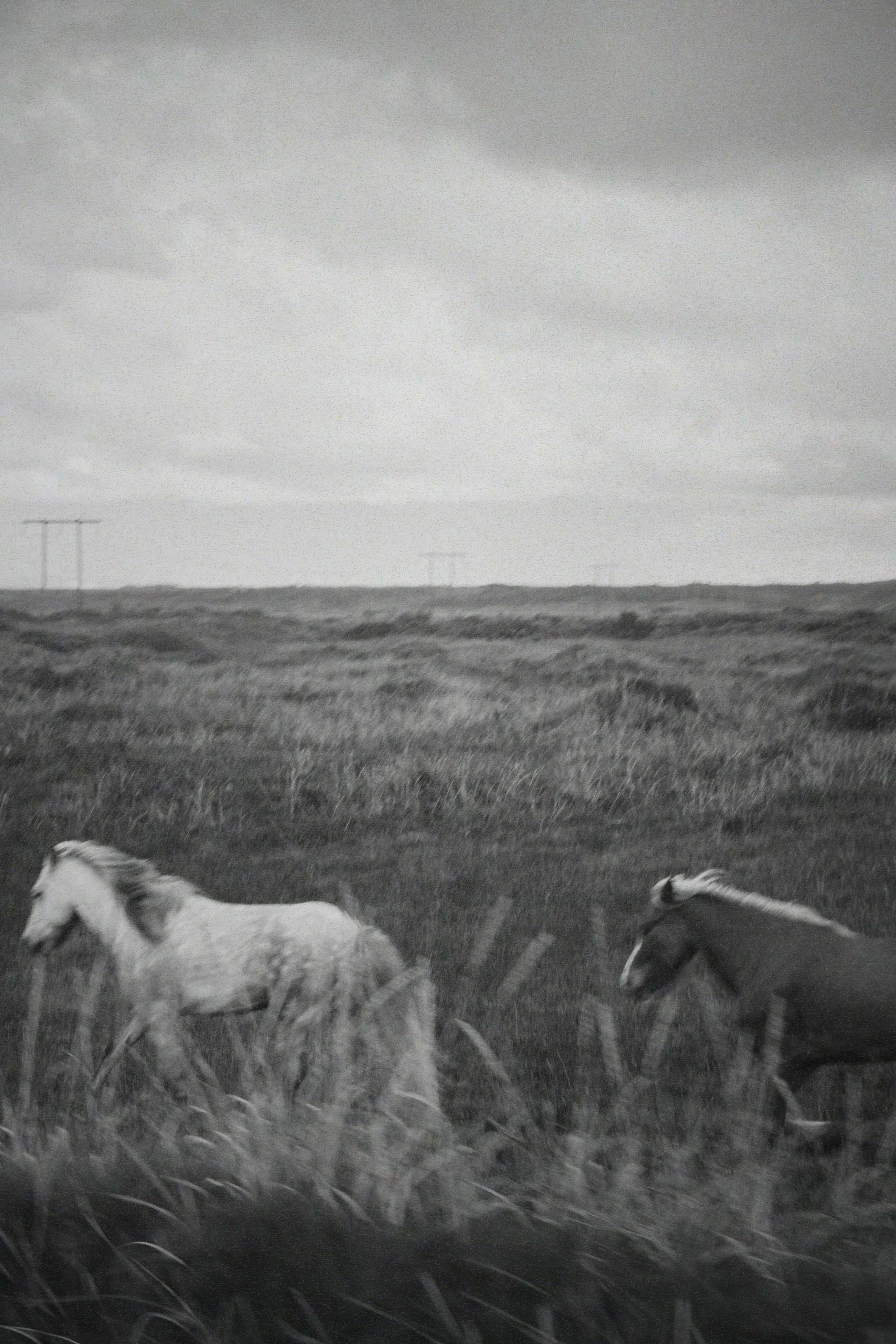 horses in the highlands