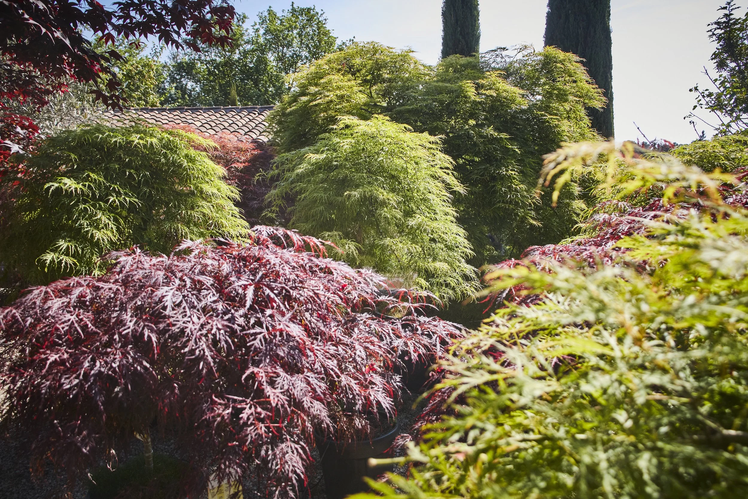 A garden scene with a variety of trees and bushes, including green, red, and dark purple foliage, with a house or building featuring a tiled roof partially visible in the background, under a clear blue sky.