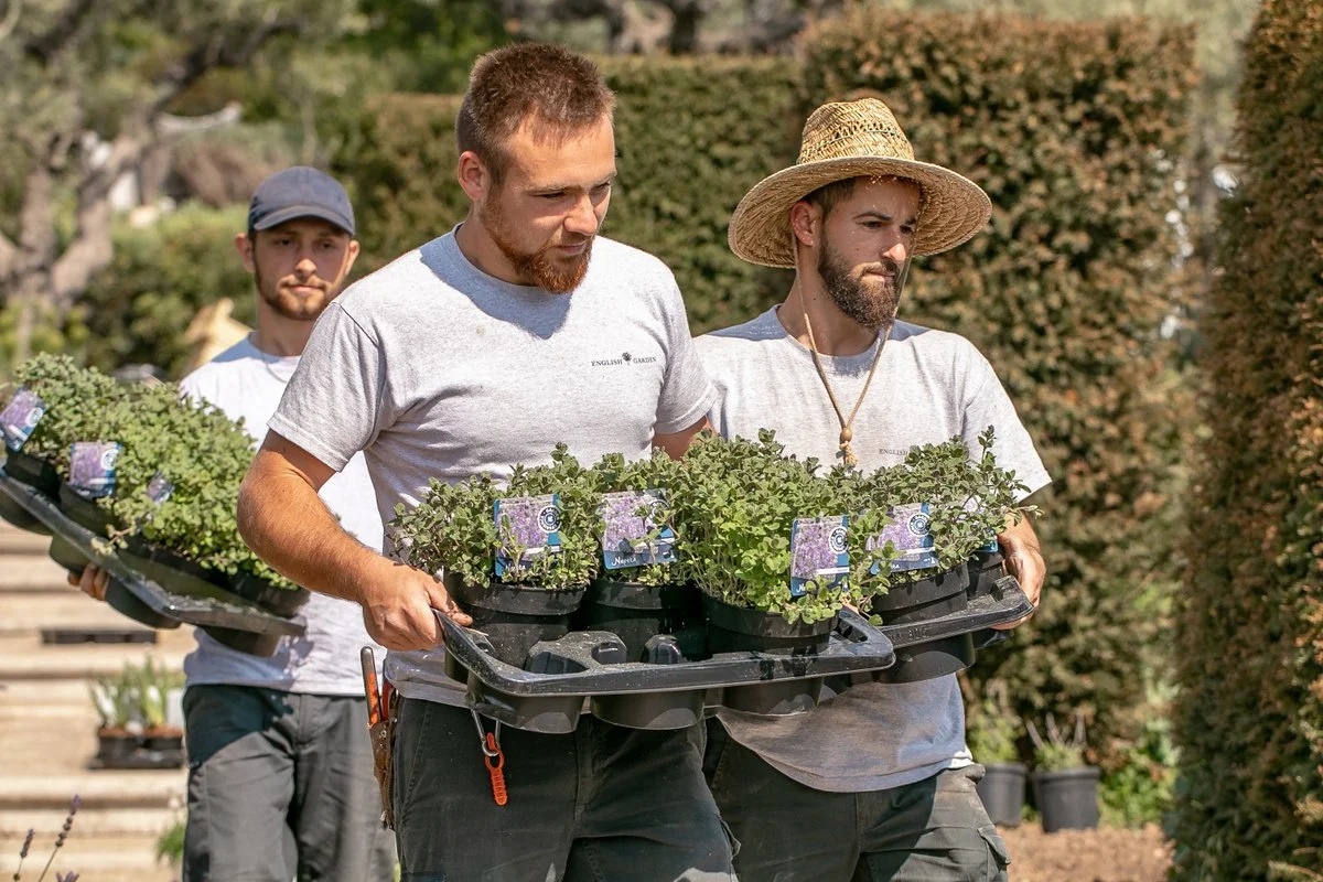 Three men working in a garden, carrying trays of potted plants with small green leaves, outdoors in bright sunlight.