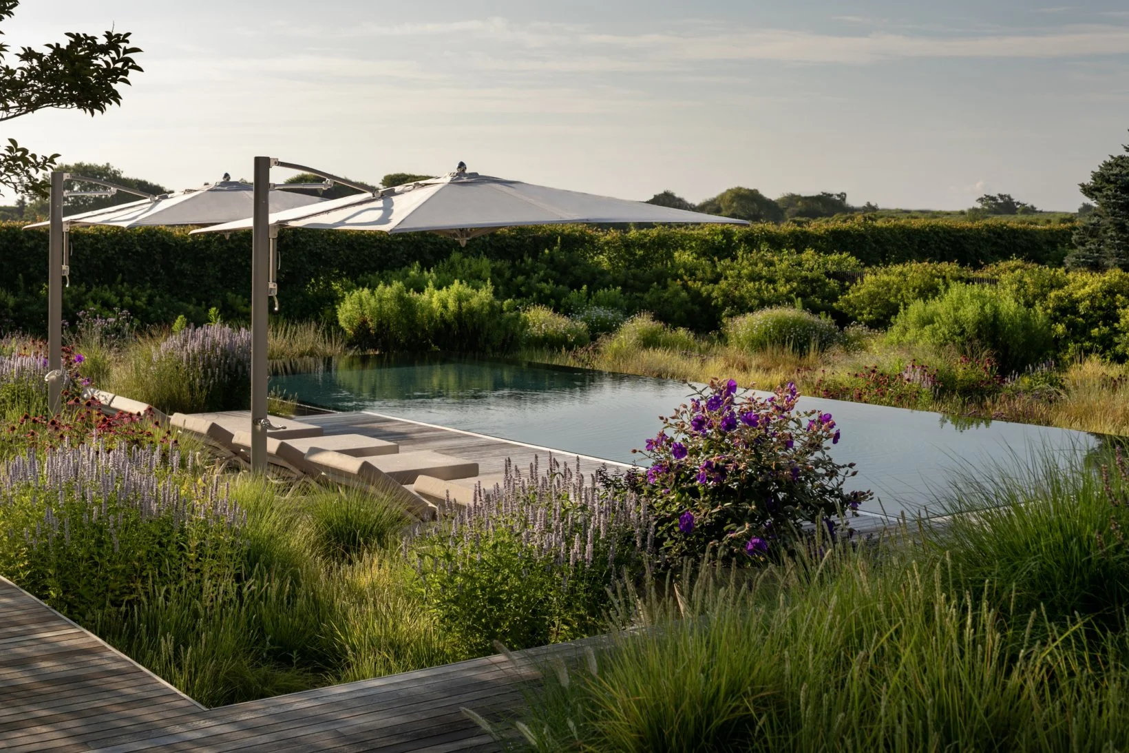 Outdoor swimming pool surrounded by lush green plants, purple flowers, and outdoor umbrellas.