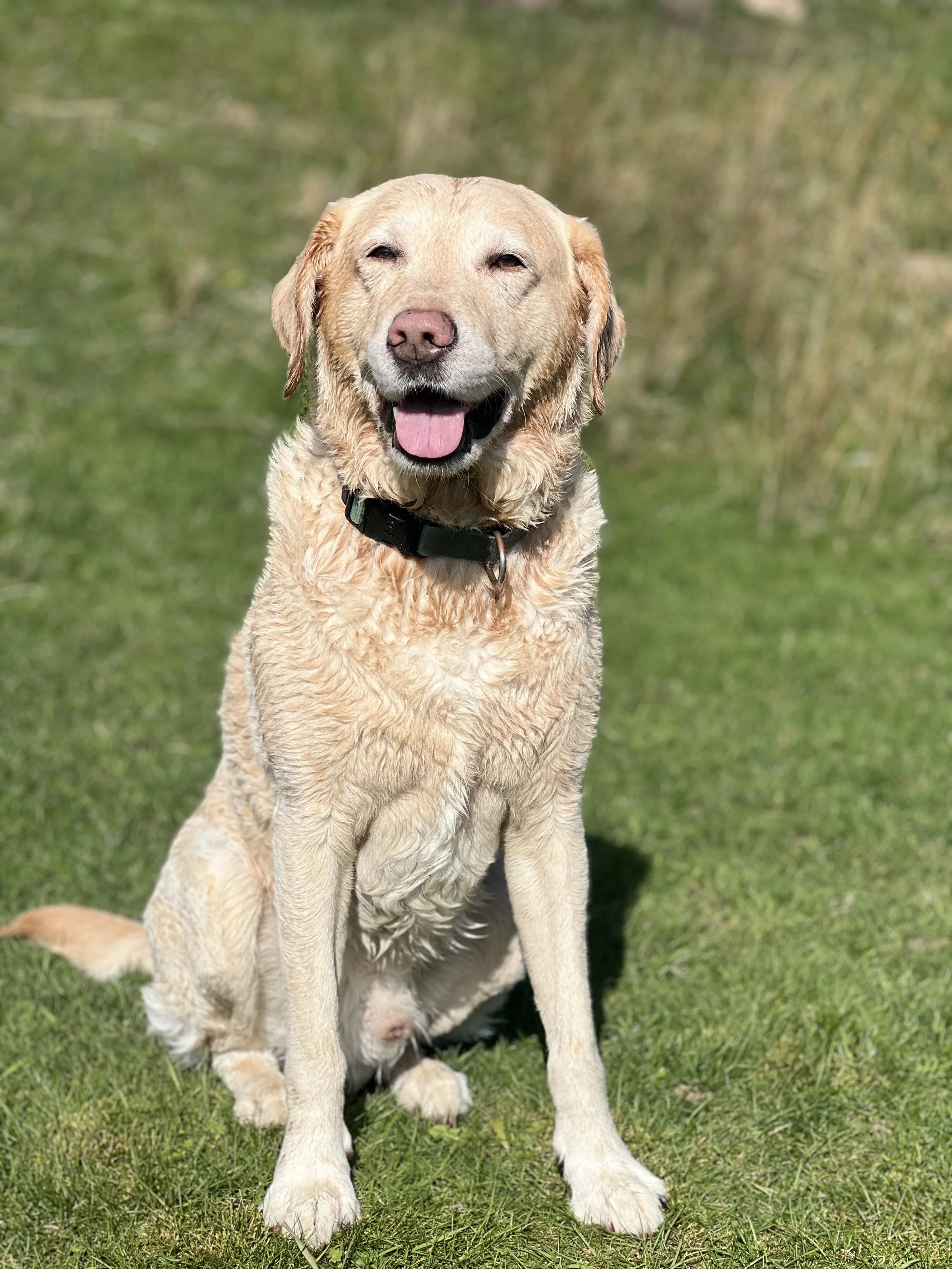 A yellow labrador looking happy with his tongue out as he sits in a field of green grass.