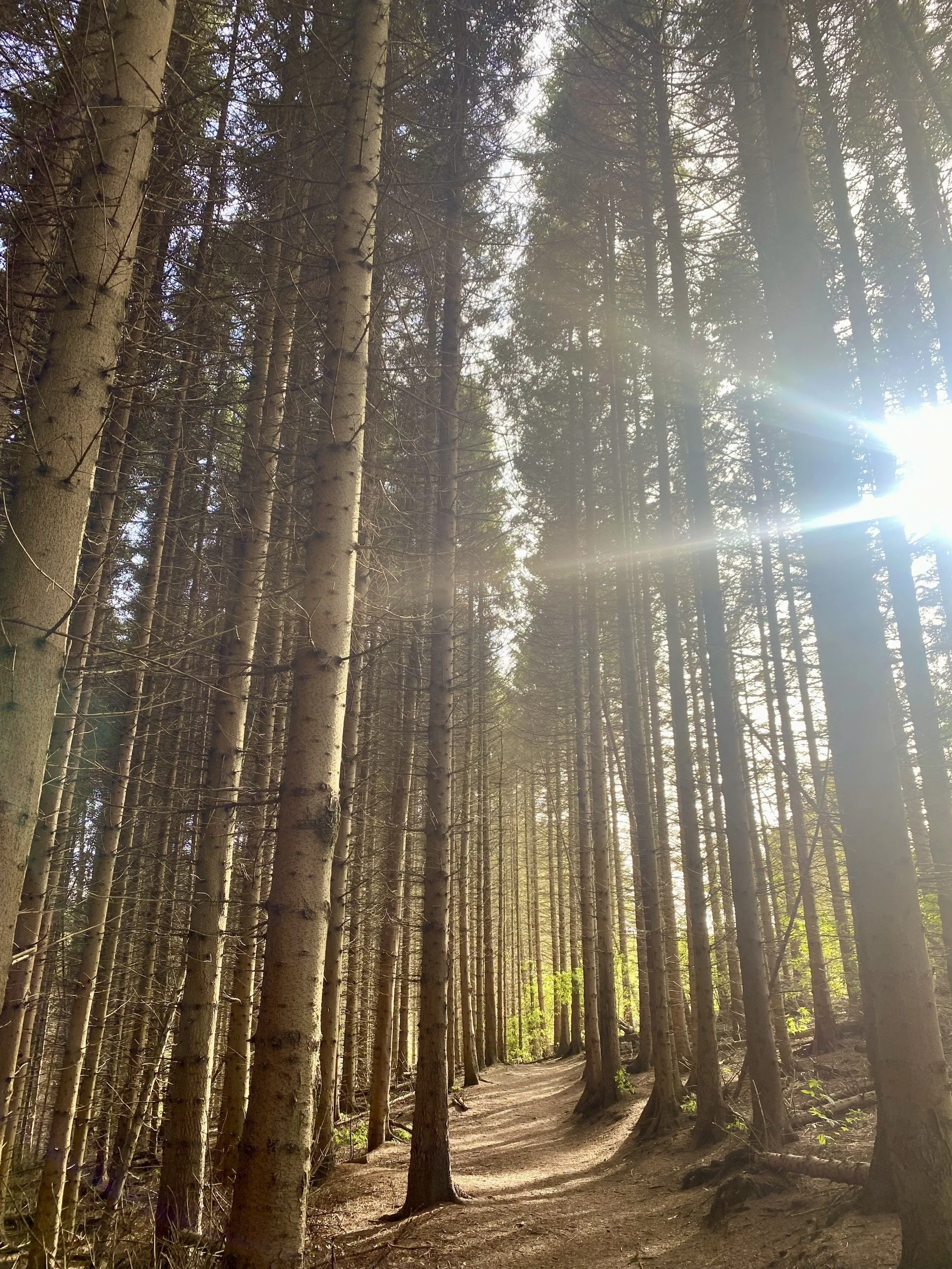 The sun shines through hundreds of tall trees. The camera points down a clear path through the forest.