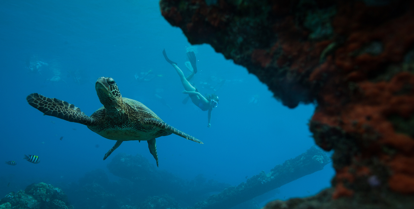 A scuba diver swimming underwater near a large sea turtle with colorful coral and fish in the background.