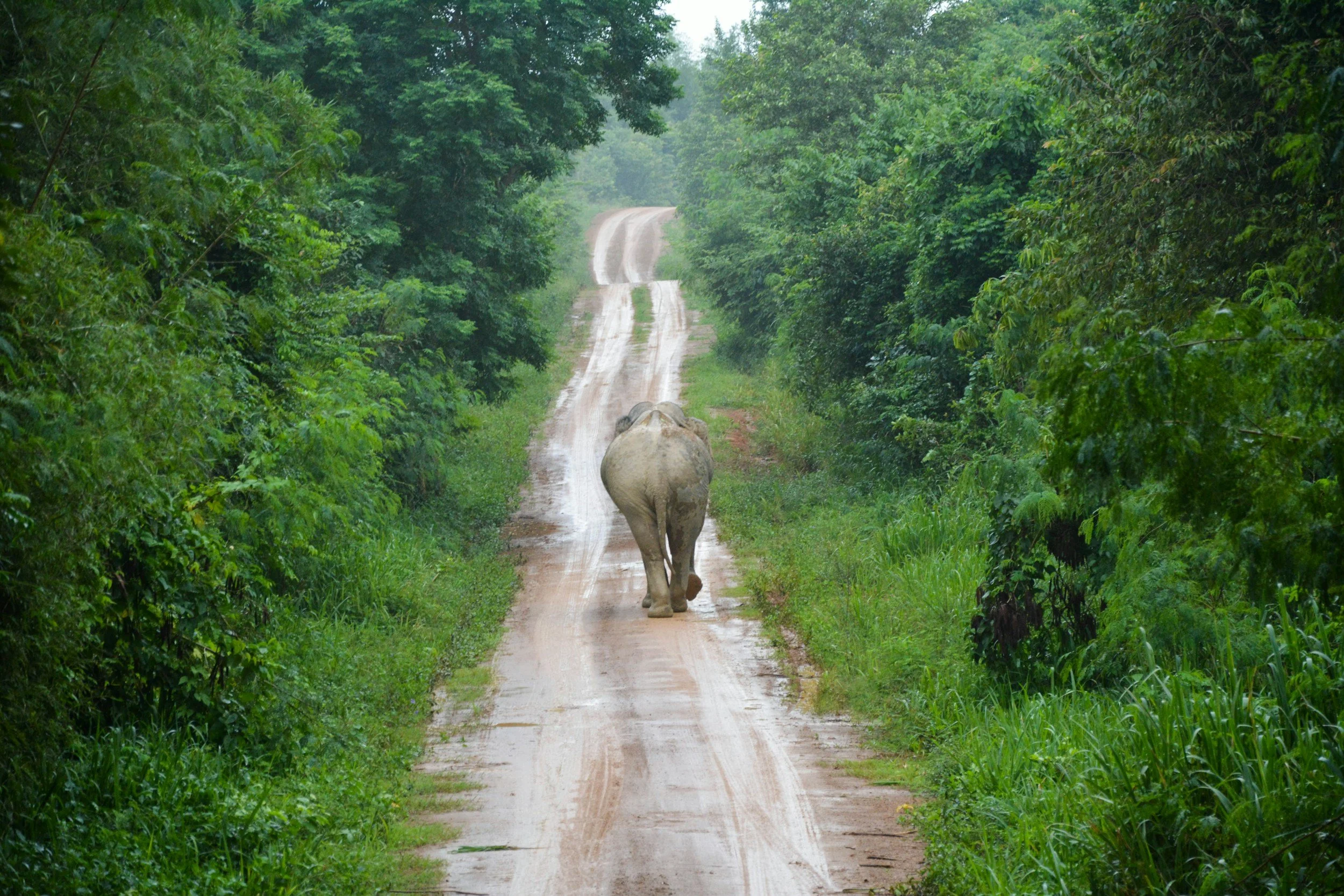 A white elephant walking down a dirt road surrounded by dense green foliage.