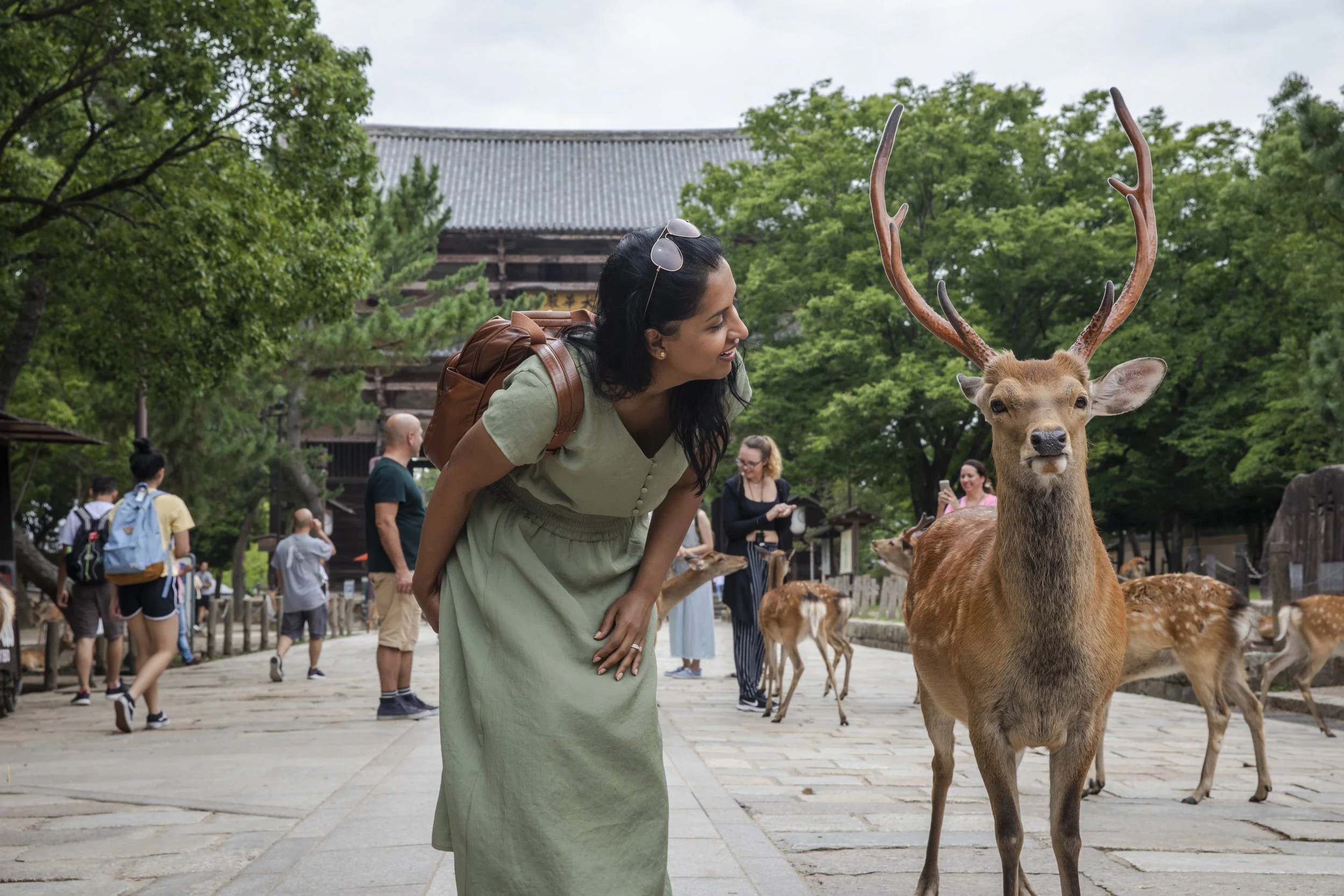 Japan Nara Female Traveller Deer.jpg