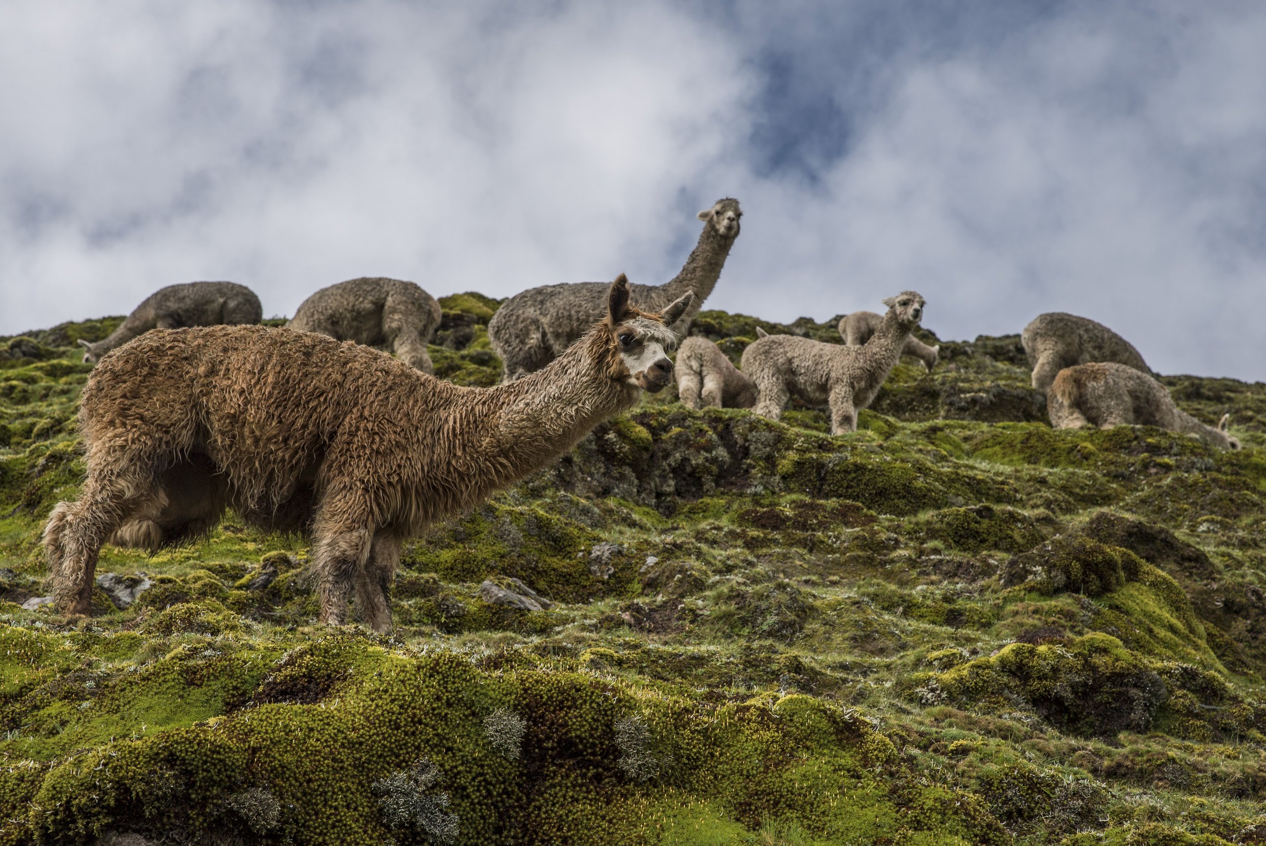 Peru Lares Trek Llamas.jpg