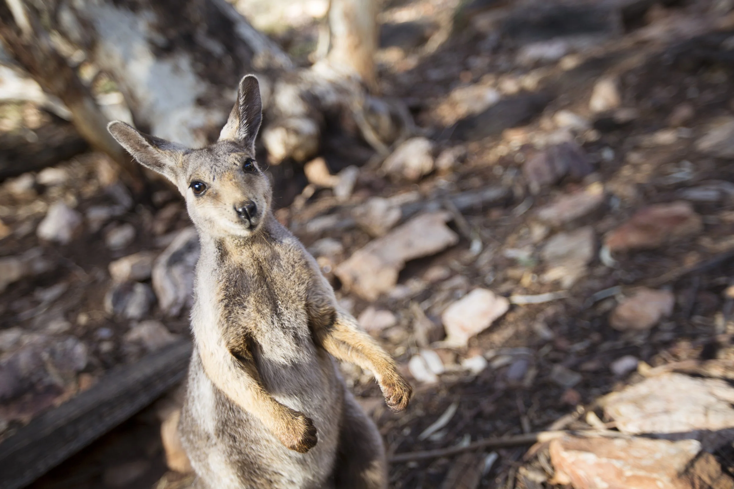 Australia Wildlife Wallaby.jpg