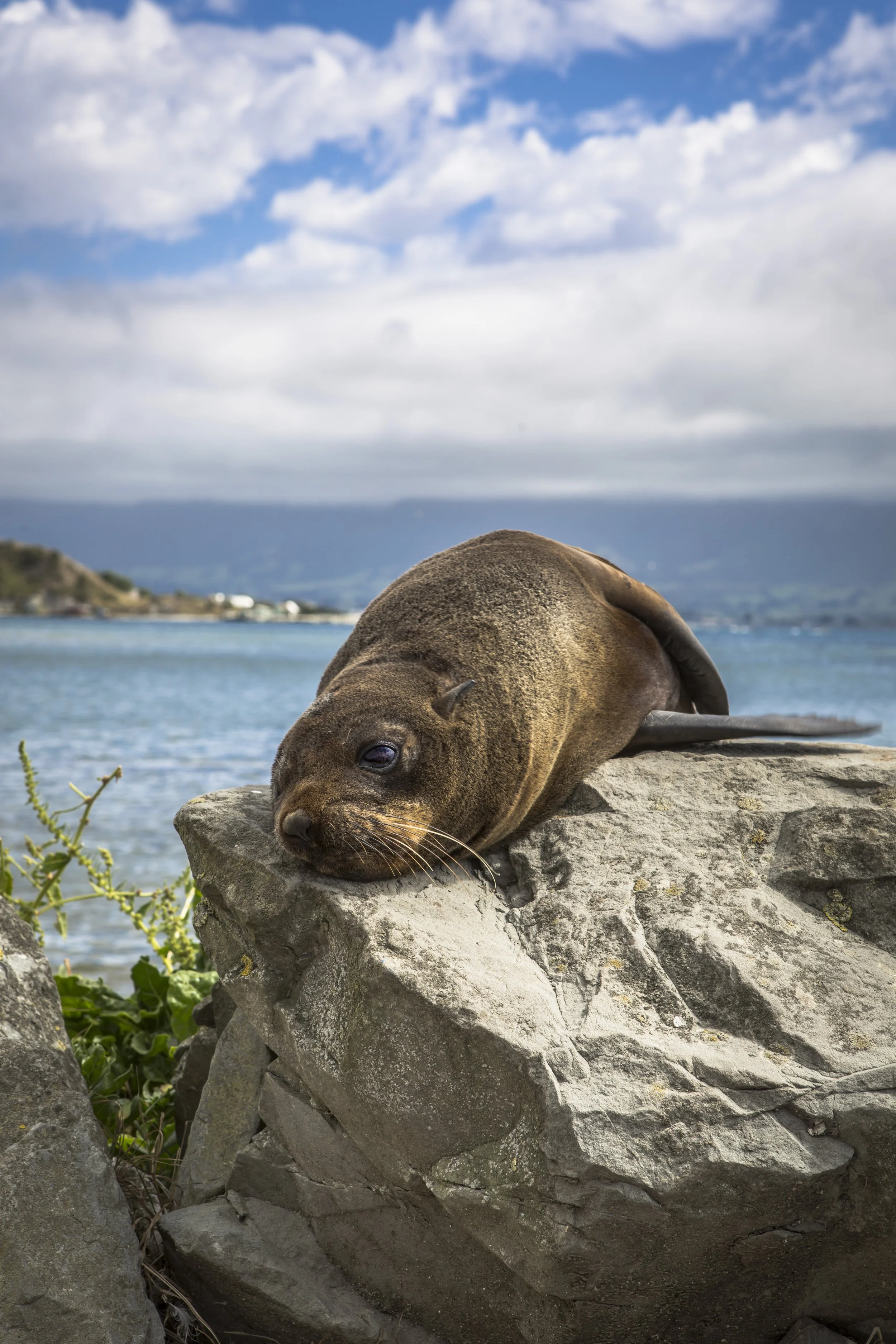 GAdventures-New Zealand-Kaikoura-2014-0W3A0546.jpg