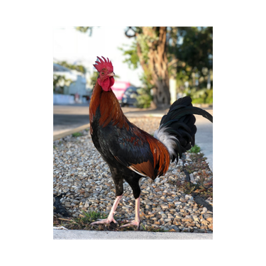 A rooster standing outdoors on a gravel surface with trees and a building in the background.