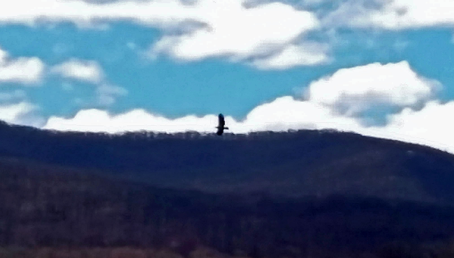 Eagle_3_edited-1.jpg