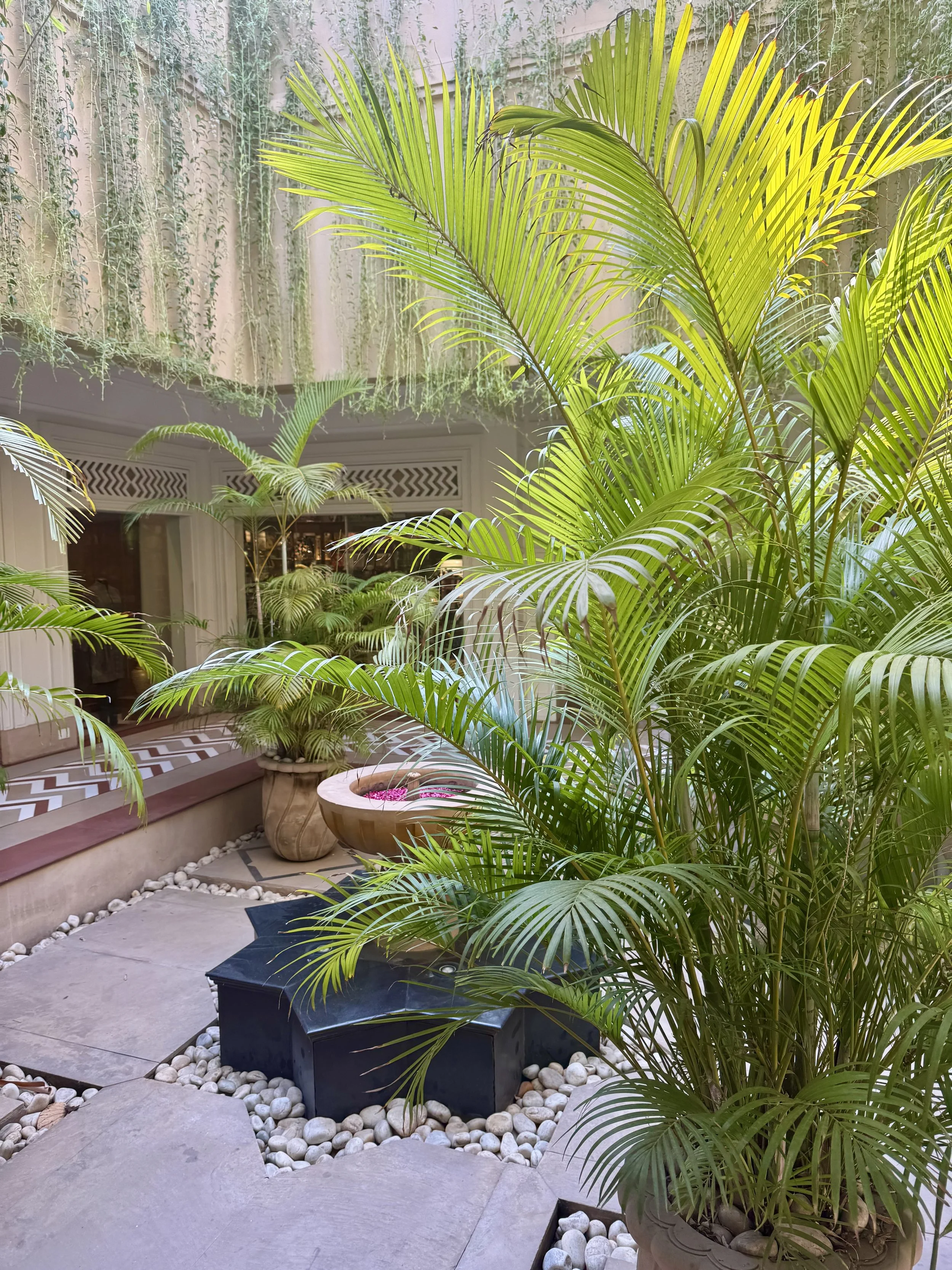 Indoor garden with large green palm plants, potted smaller plants, a decorative black table, and stepping stones with white pebbles, set against a background of a window and greenery.