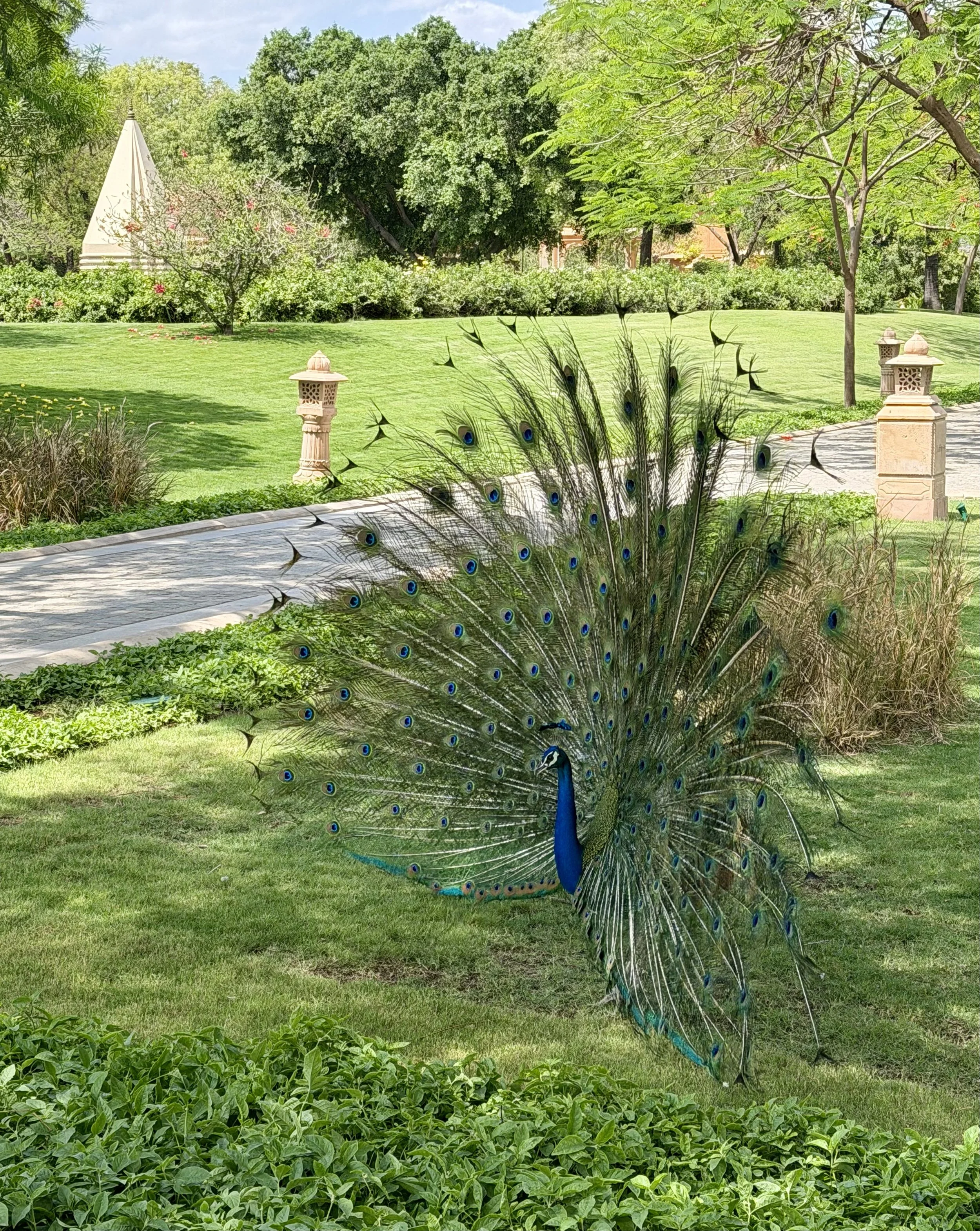 Beautiful garden scene with a peacock displaying its tail feathers, lush green grass, trees, and stone lanterns.