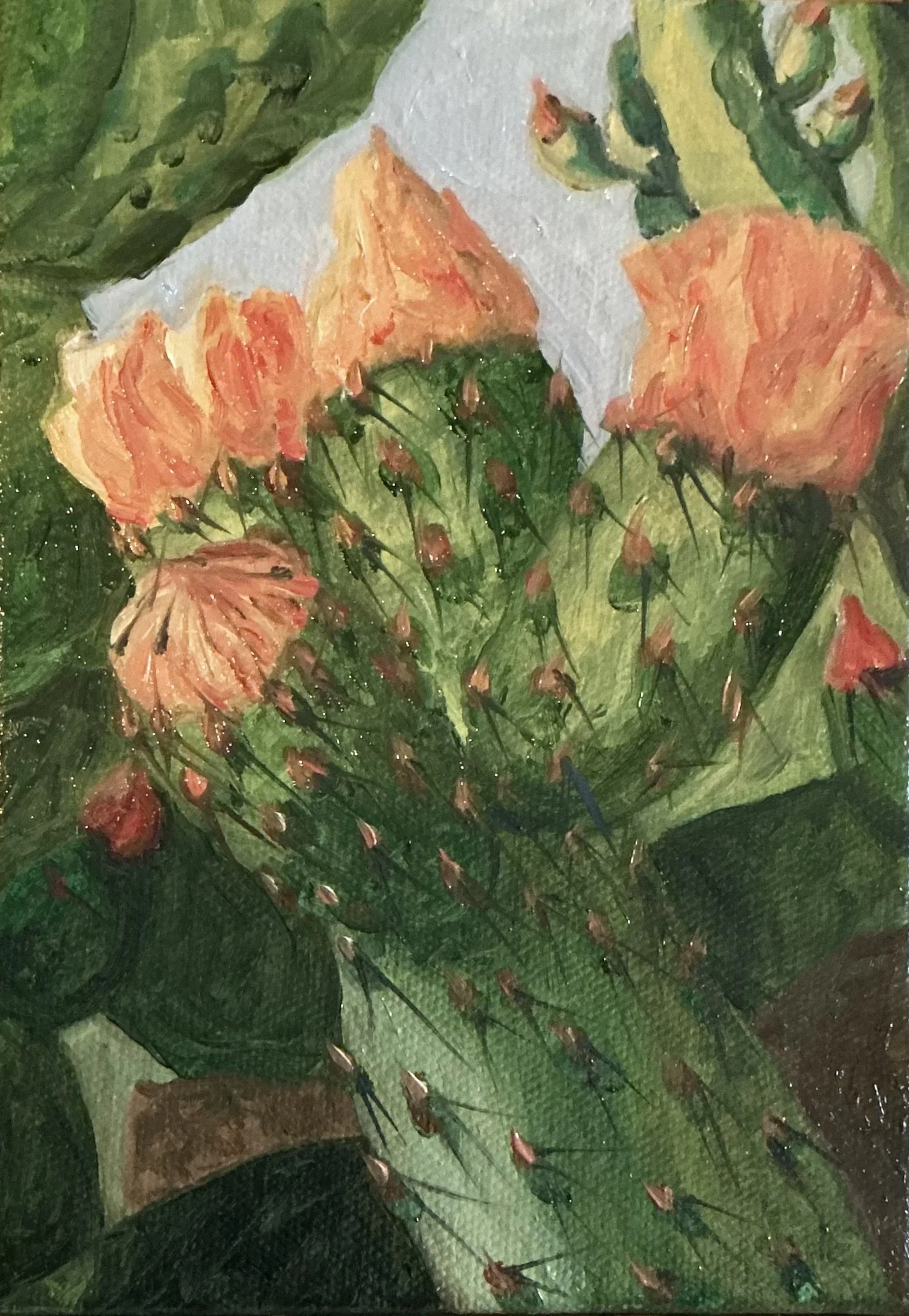 PRICKLY PEAR BUDS