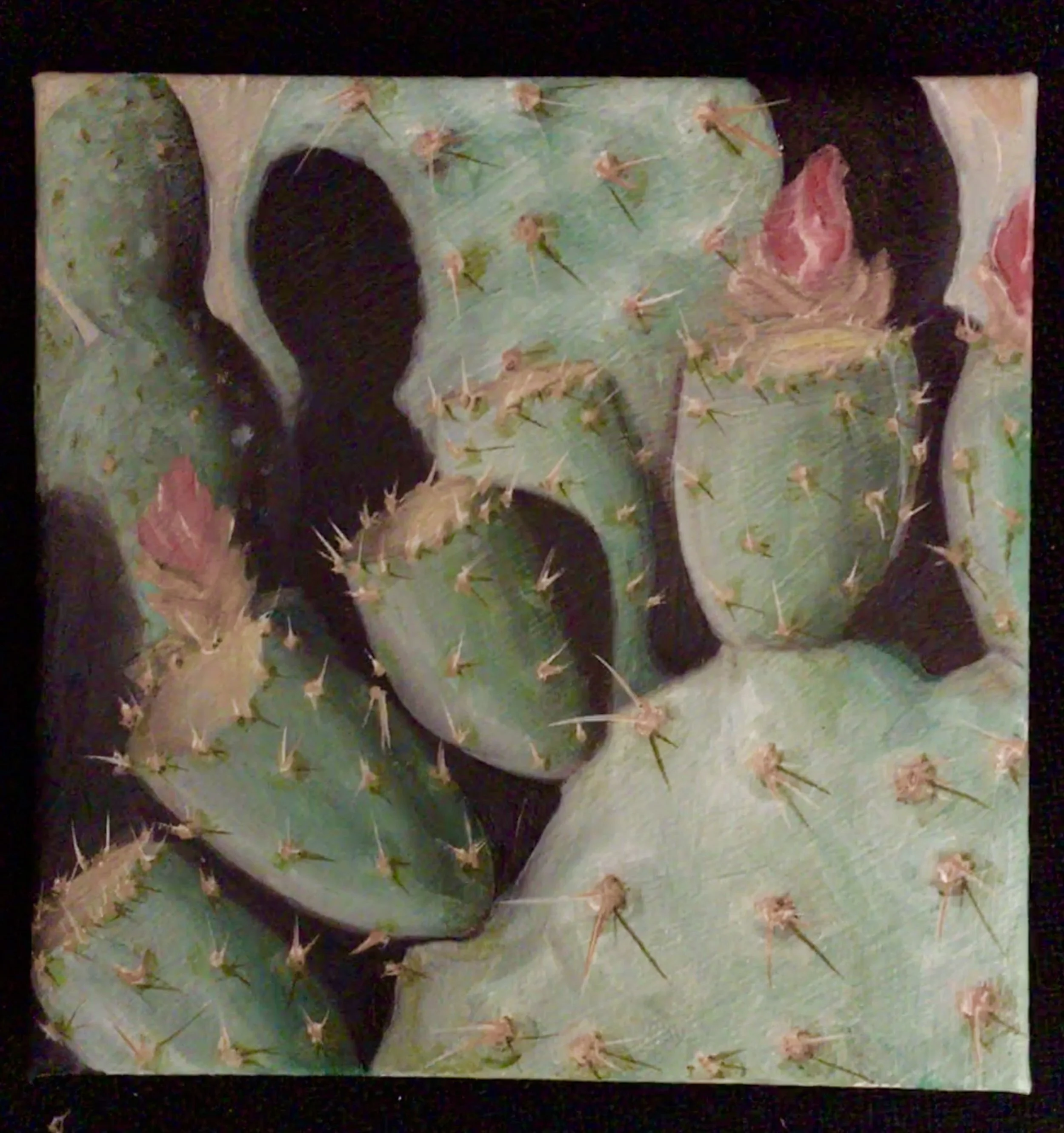 PRICKLY PEAR SHADOW
