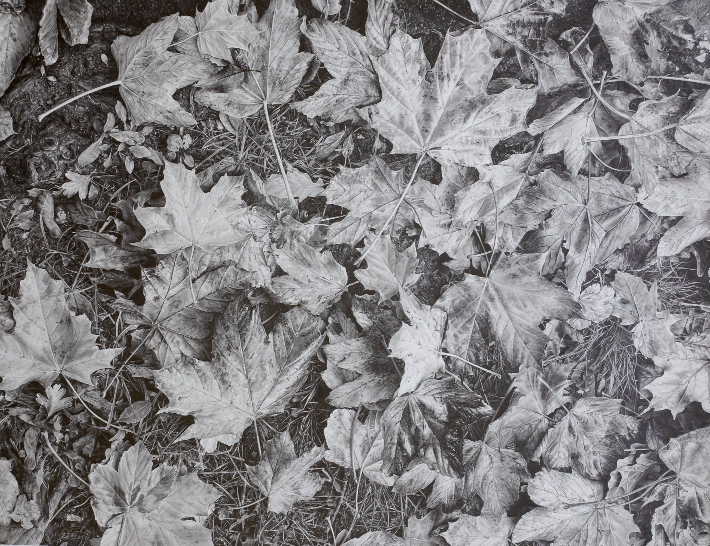 windswept+leaves+drawing.._MG_0159+copy.jpg