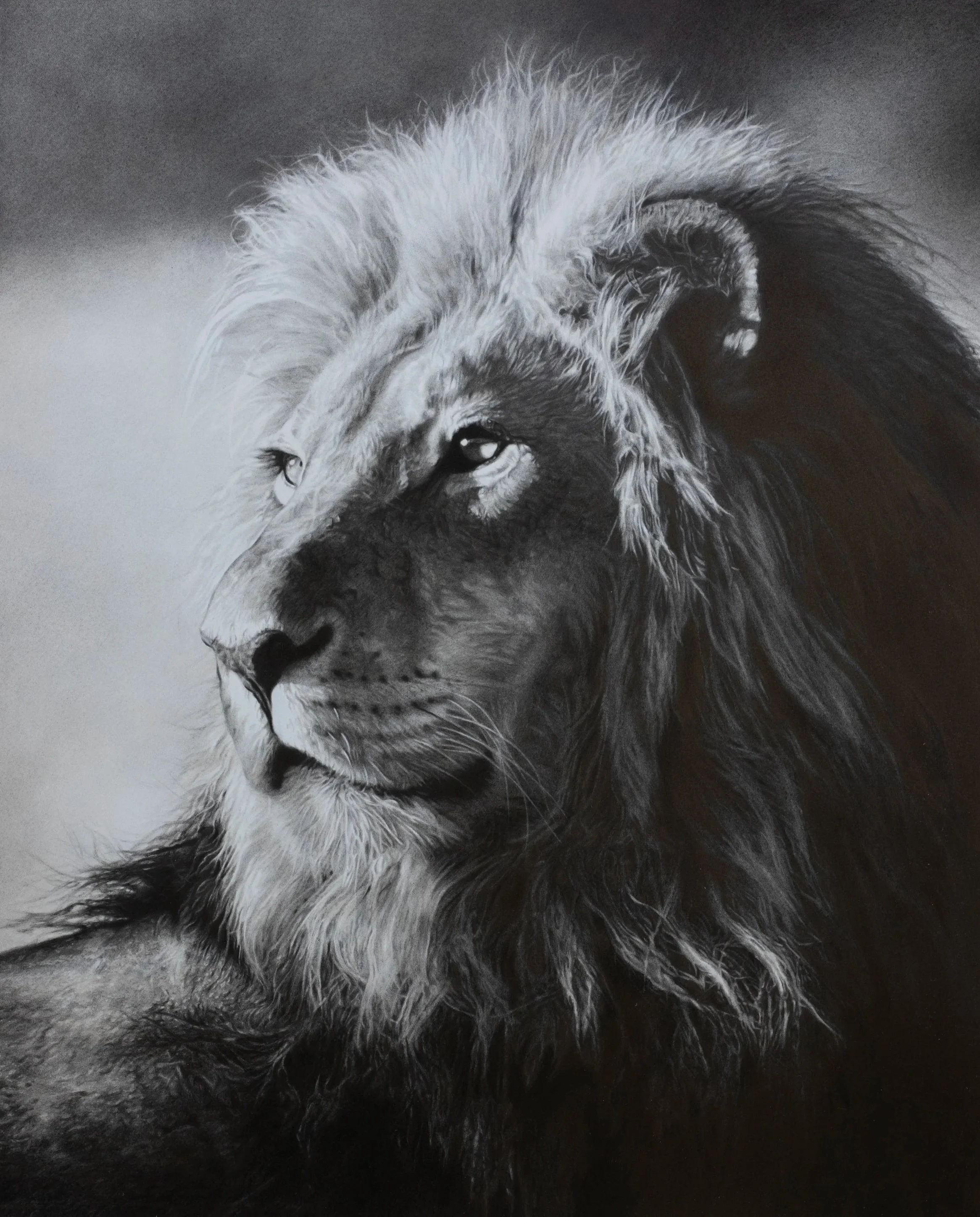 Drawing #1 - Lion