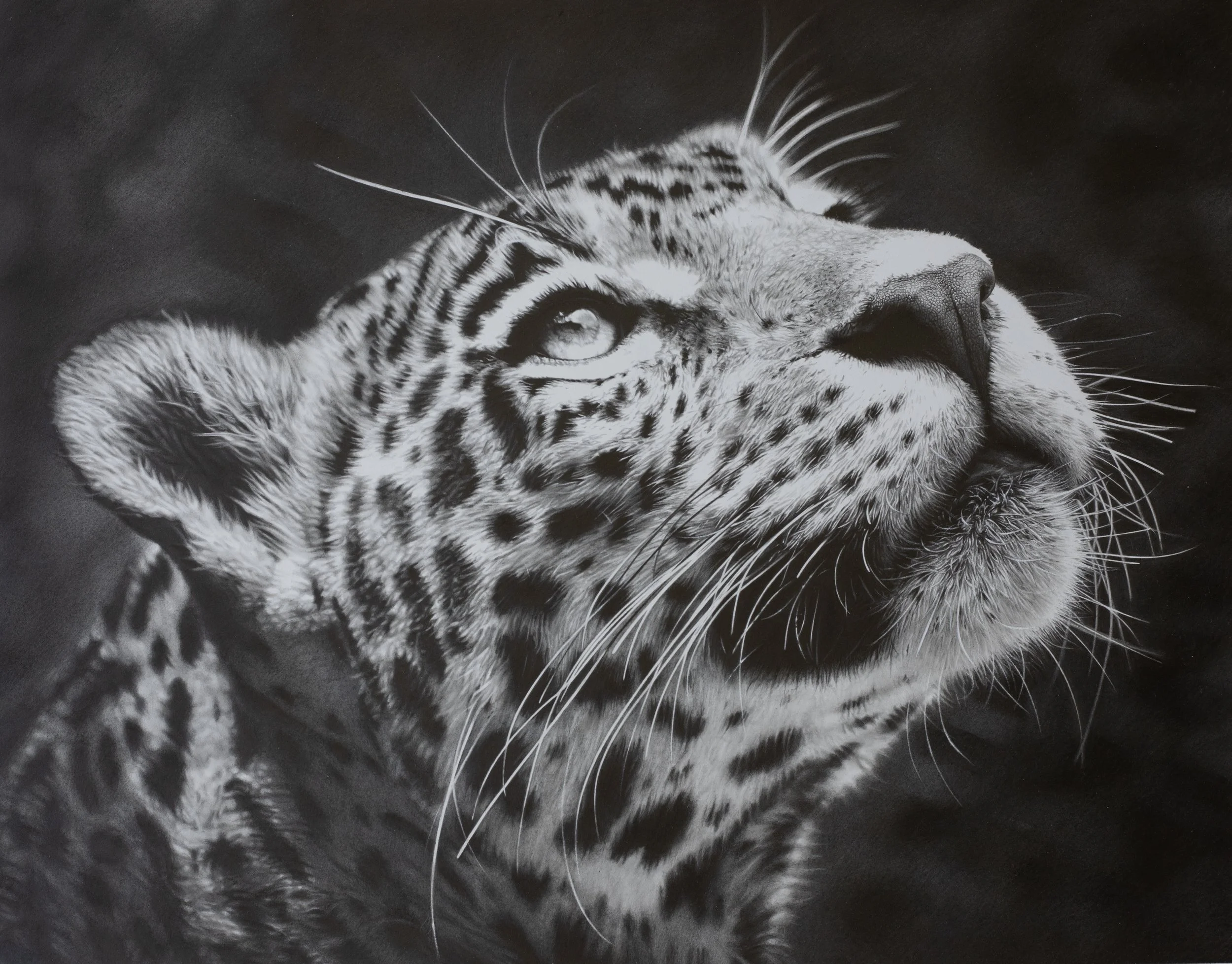 Drawing #2 -Snow Leopard