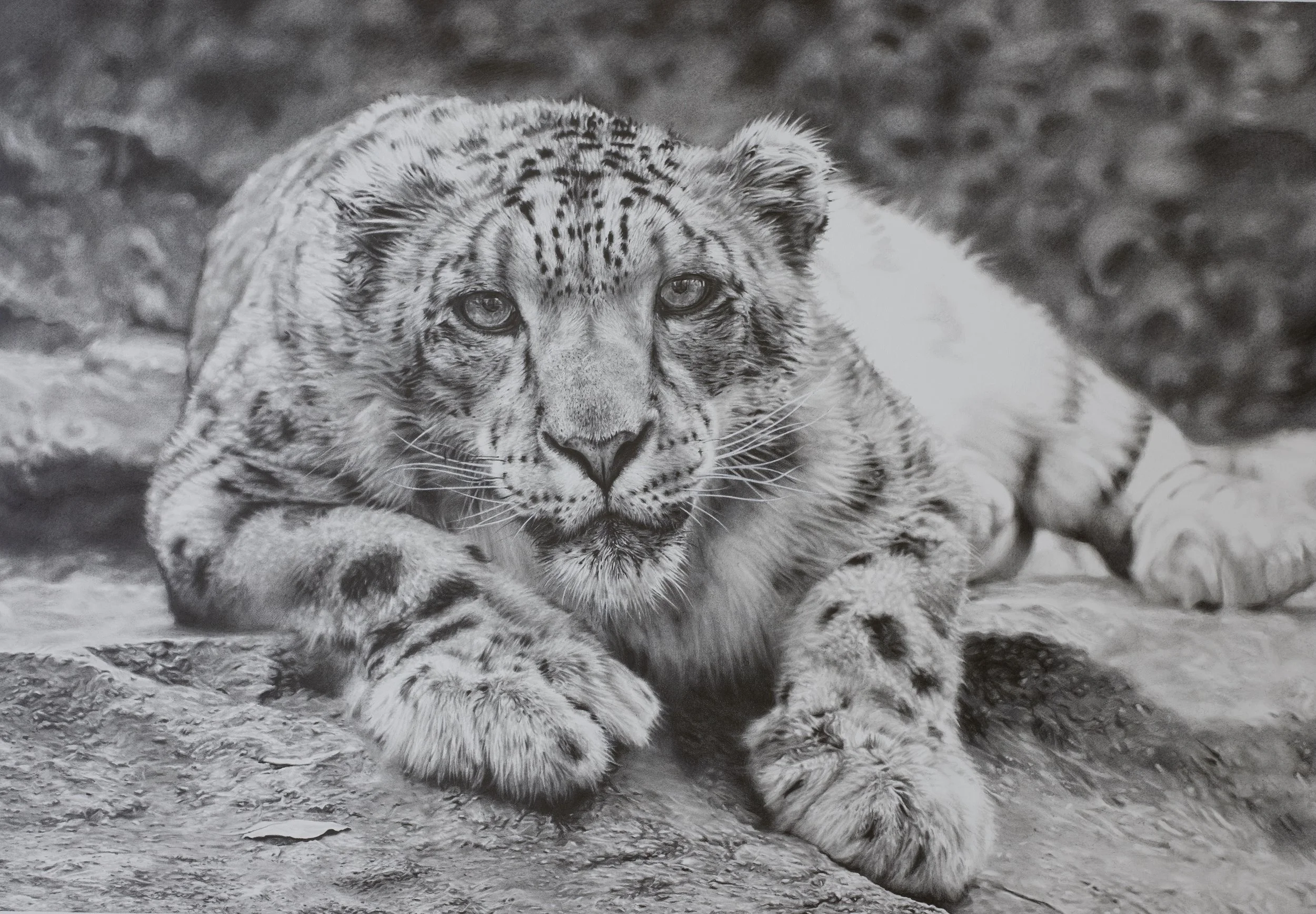 Drawing #3 - Young Snow Leopard