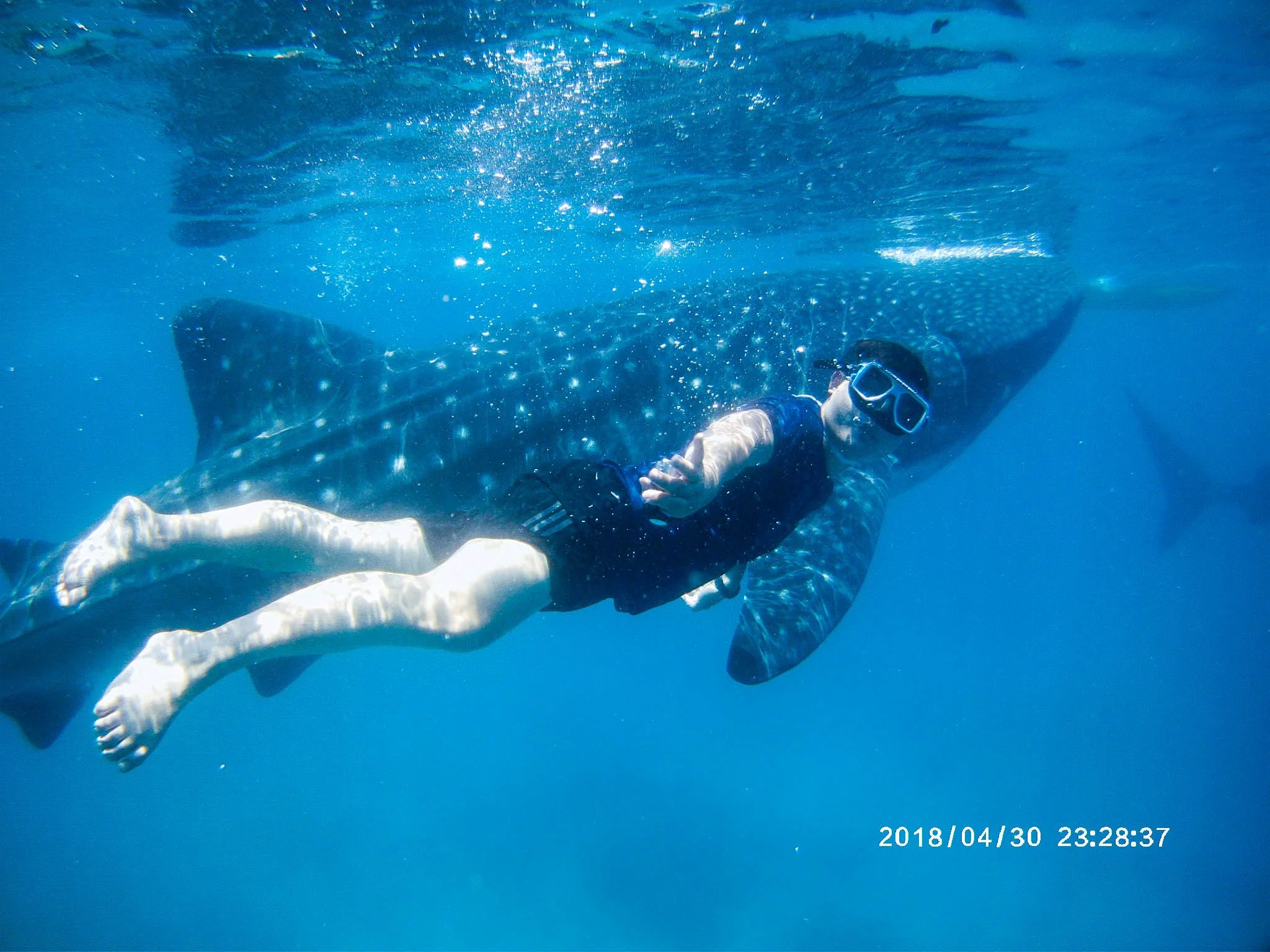 WHALE SHARK OSLOB, CEBU: TIPS &amp; GUIDES