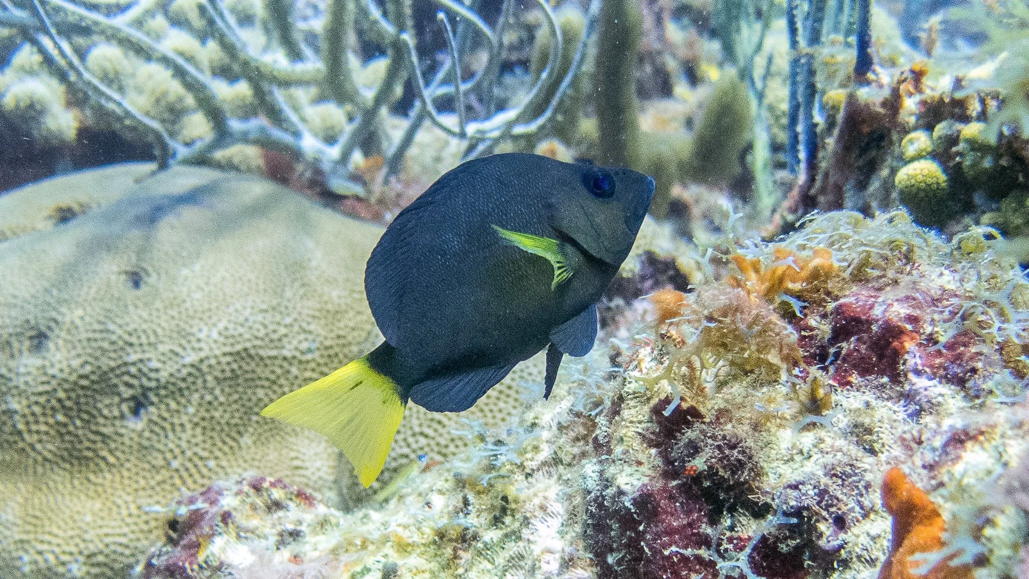 Body and fins black, but yellow pectoral fins and yellow tail. Location: Grenada, Japanese Gardens