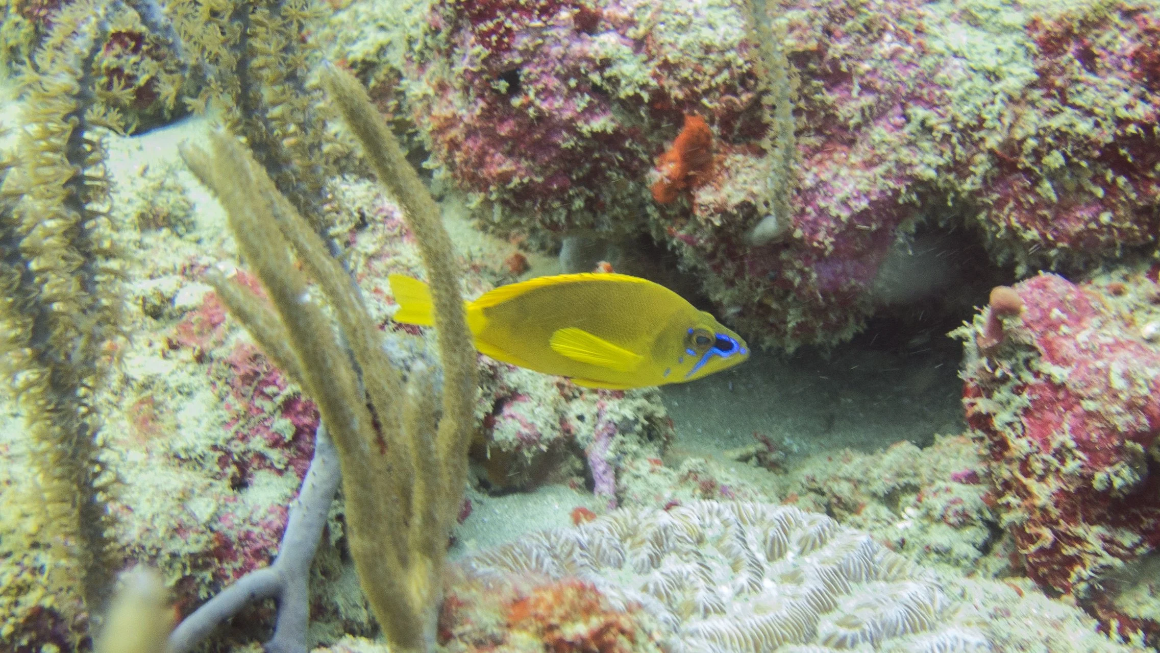 Location: Tobago, Mt Irving Extension 